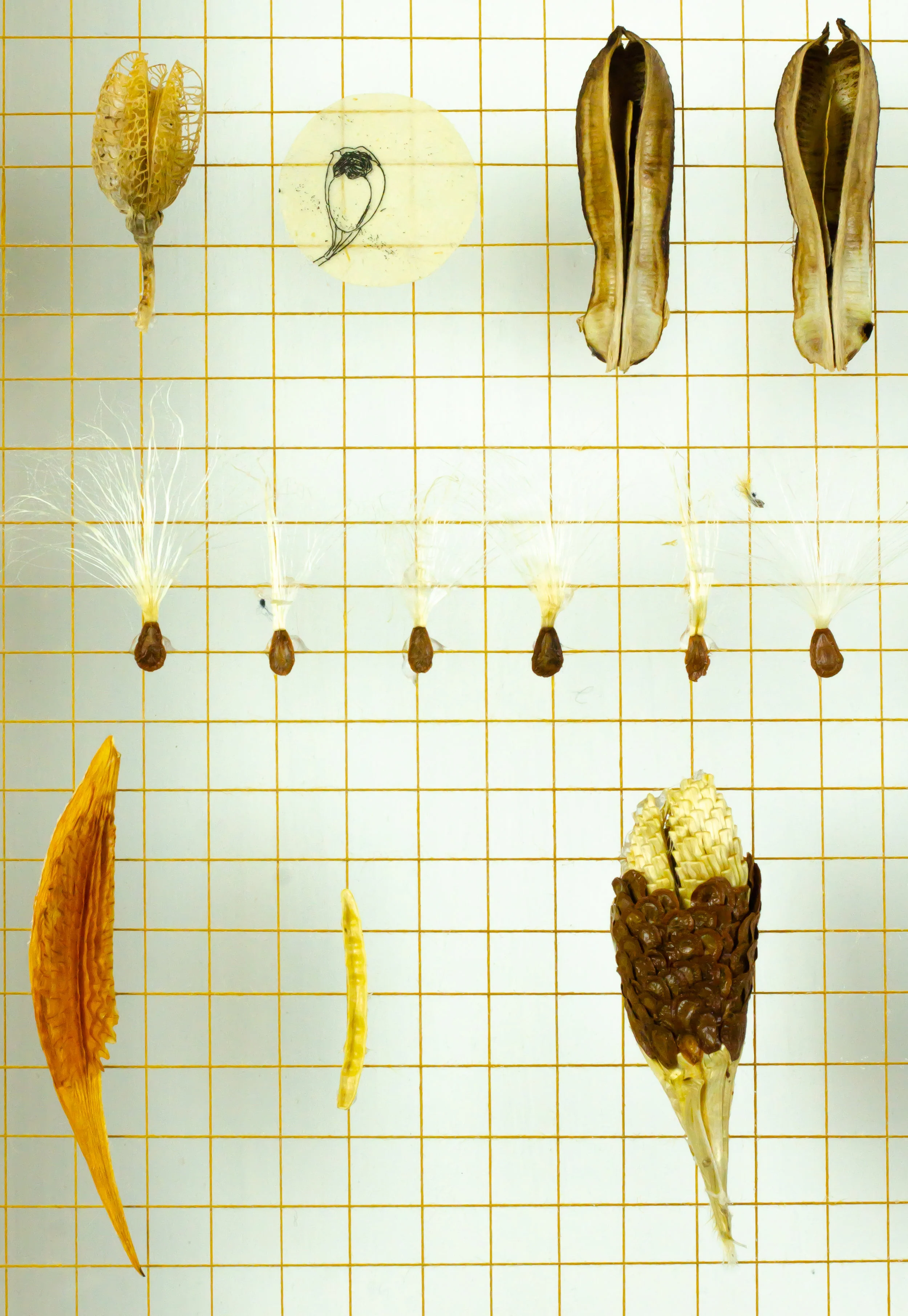  (Detail)    Dedicated to the Sunflower and Morning Glory Seed #184006     Mixed media : antique gold thread, intaglio etching on handmade Japanese paper, botanical seeds and litterfall. 