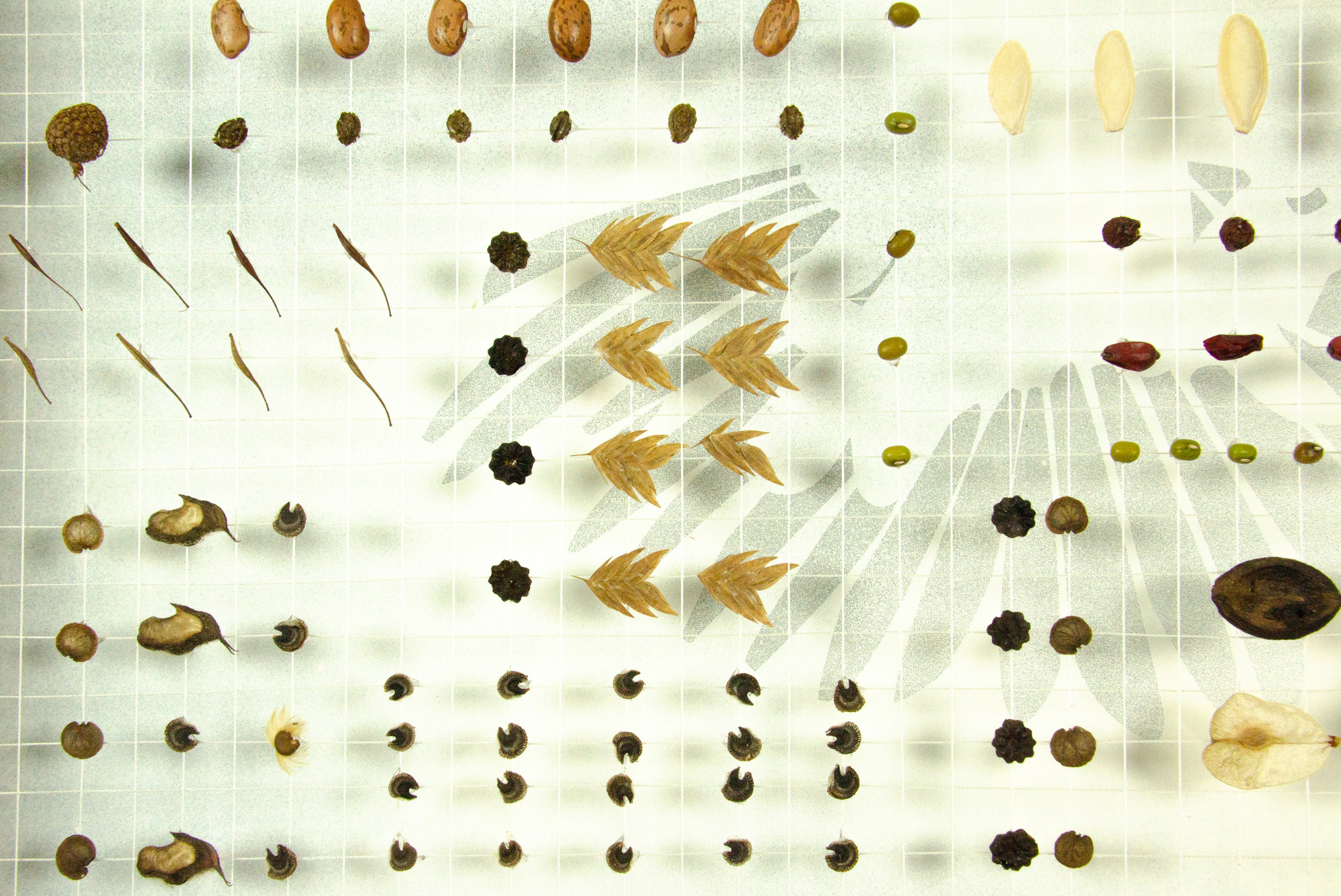   (Detail)  Dedicated to the Northern Sea Oat &amp; Silver Dollar Seed #101009     Mixed media : antique white thread, intaglio etching on handmade Japanese paper, botanical seeds and litterfall. 