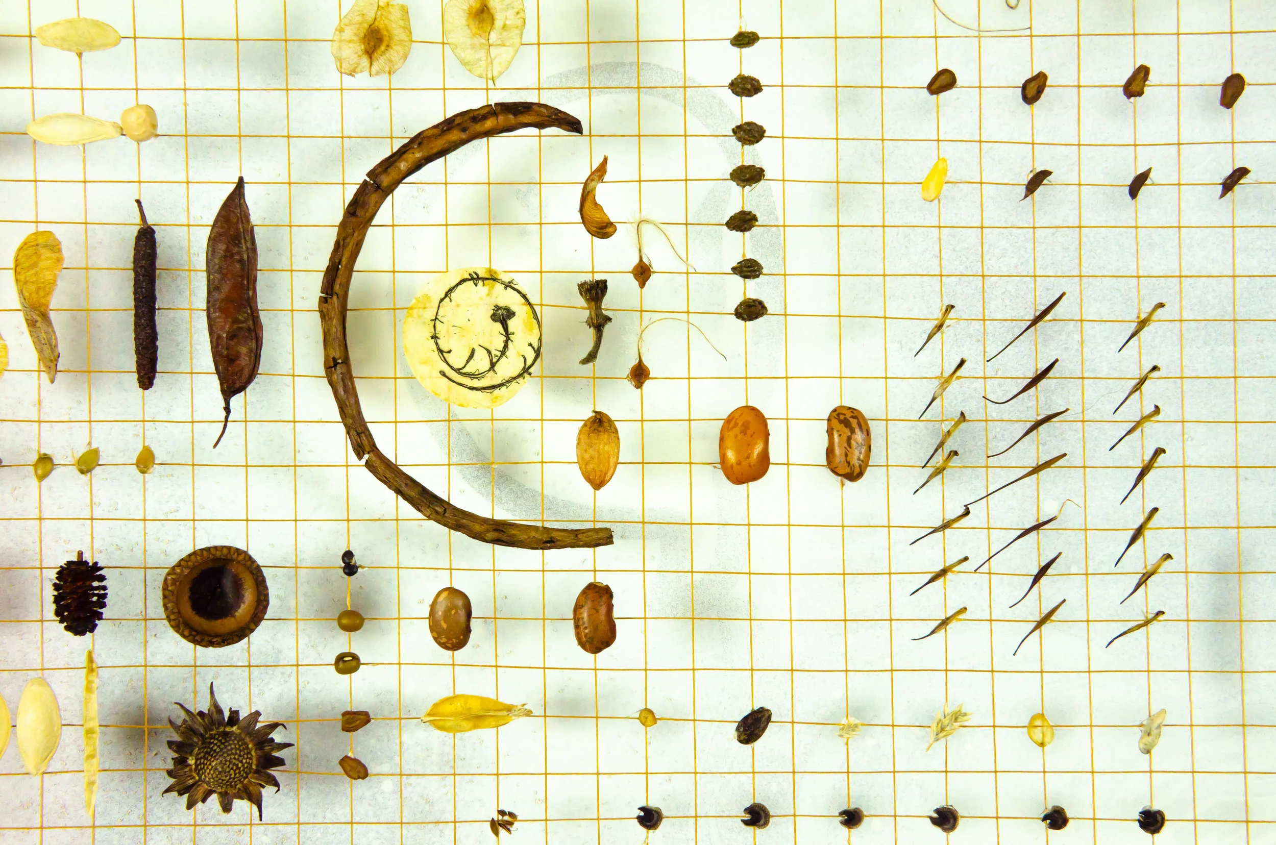   (Detail)  Dedicated to the Yucca and Pumpkin Seed #1810010.     Mixed media : antique gold thread, intaglio etching on handmade Japanese paper, botanical seeds and litterfall.   