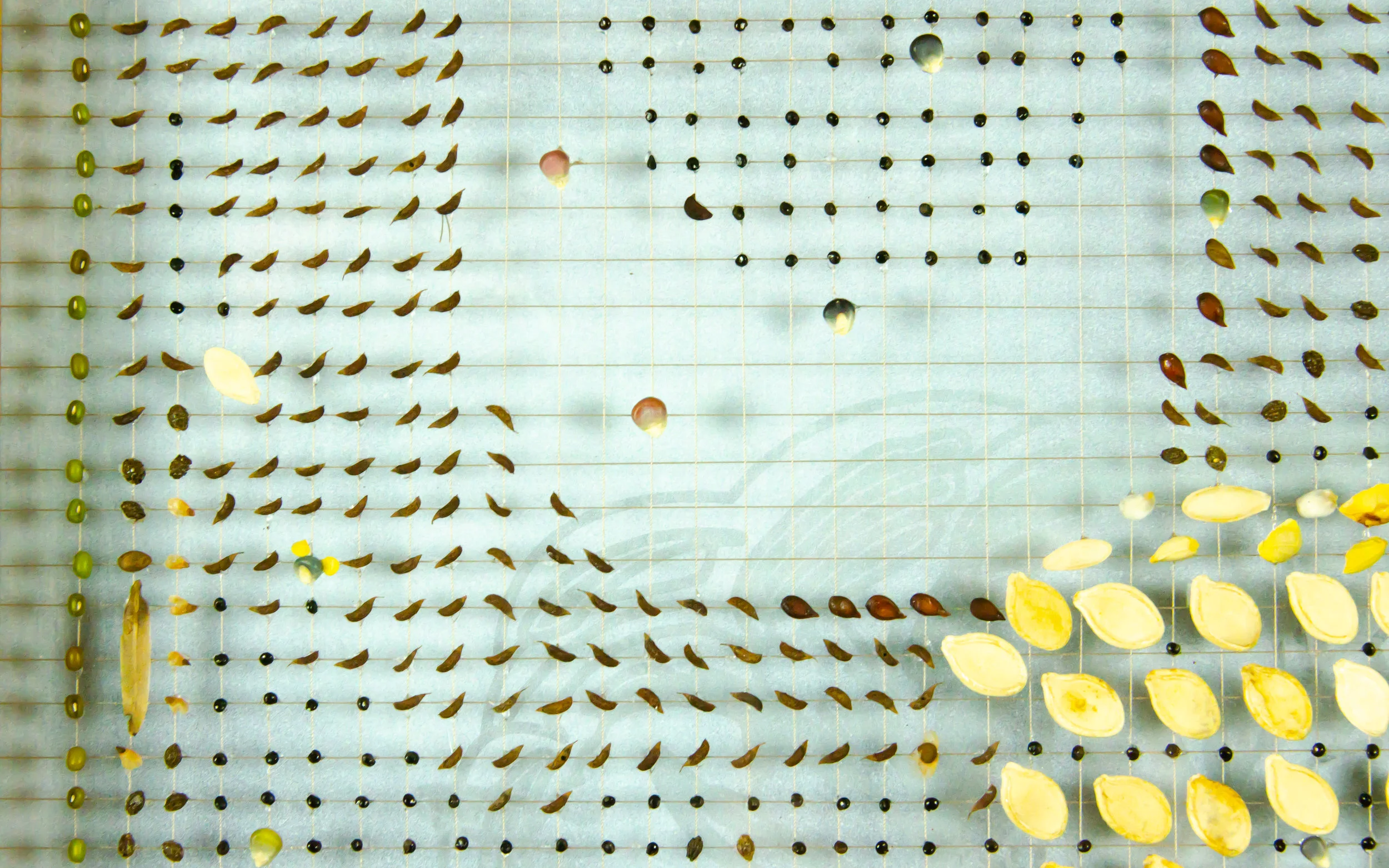   (Detail)  Love Song to the Orange and Pumpkin Seed #1010012.     Mixed media : antique gold thread, botanical seeds and litterfall.   