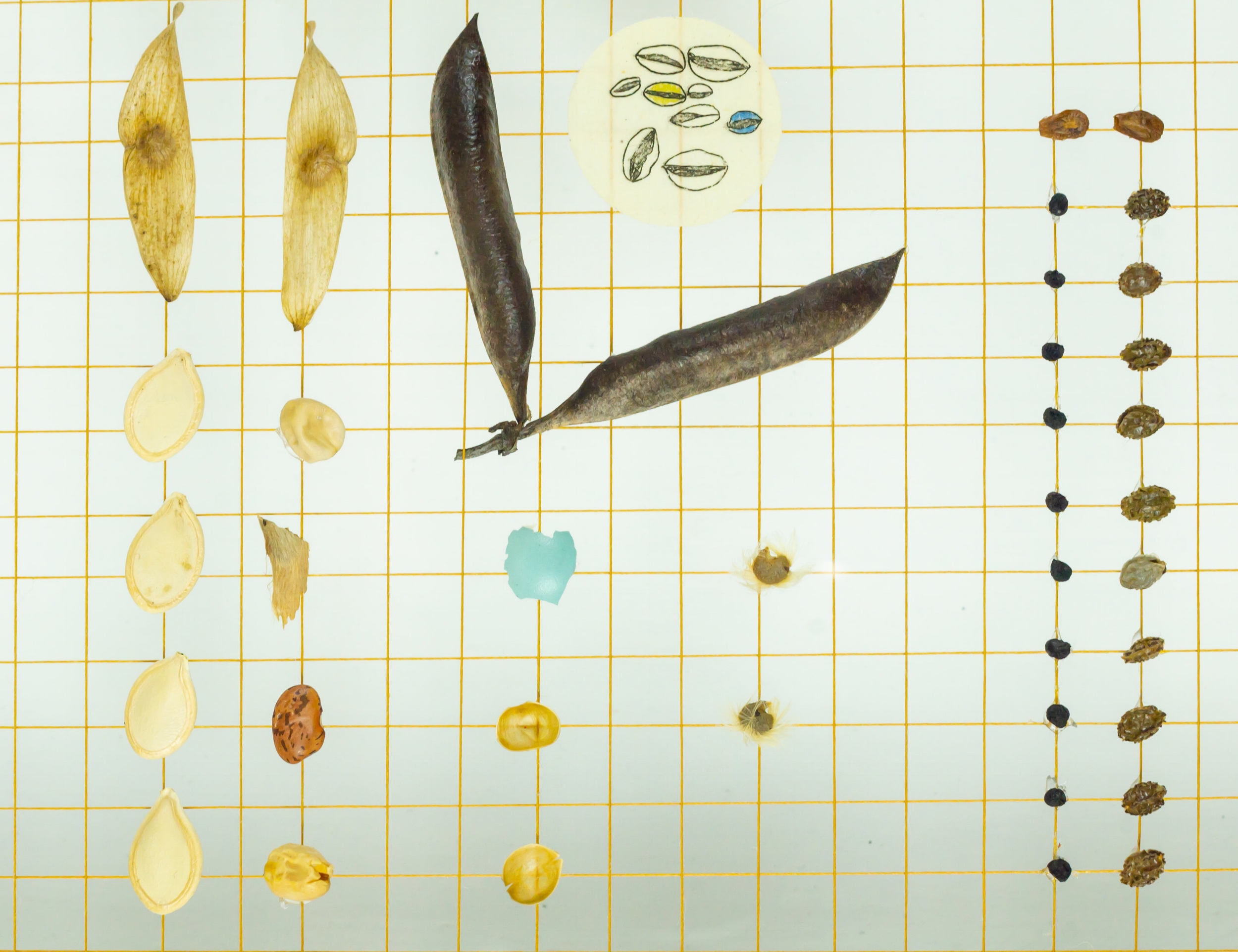   (Detail)  Dedicated to the Coreopsis &amp; Echinacea Cone Flower #184005     Mixed media : antique gold thread, intaglio etching on handmade Japanese paper, robin egg fragment, botanical seeds and litterfall. 