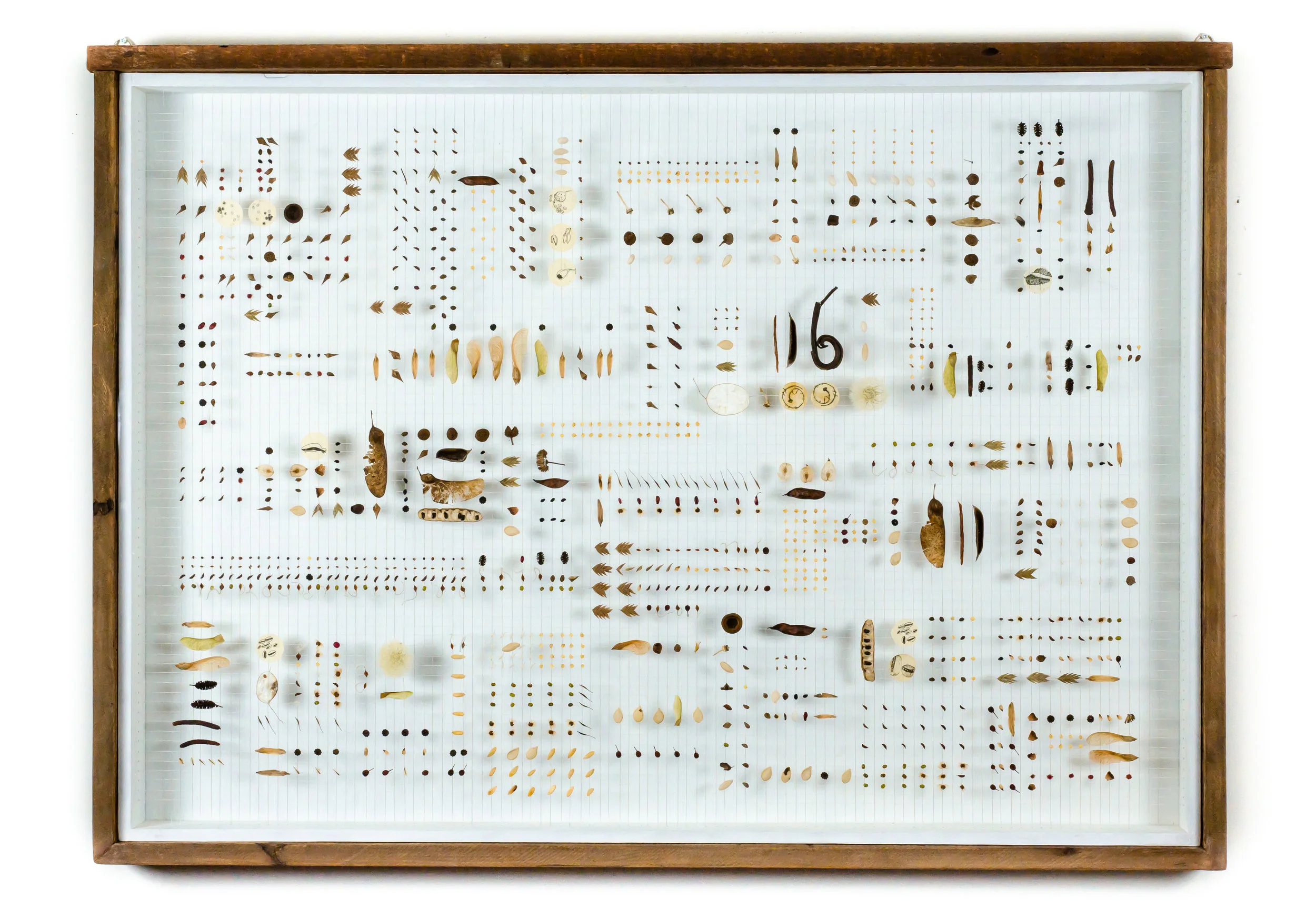 Dedicated to the Green Pepper &amp; Staghorn Sumac Tree Seed #184007