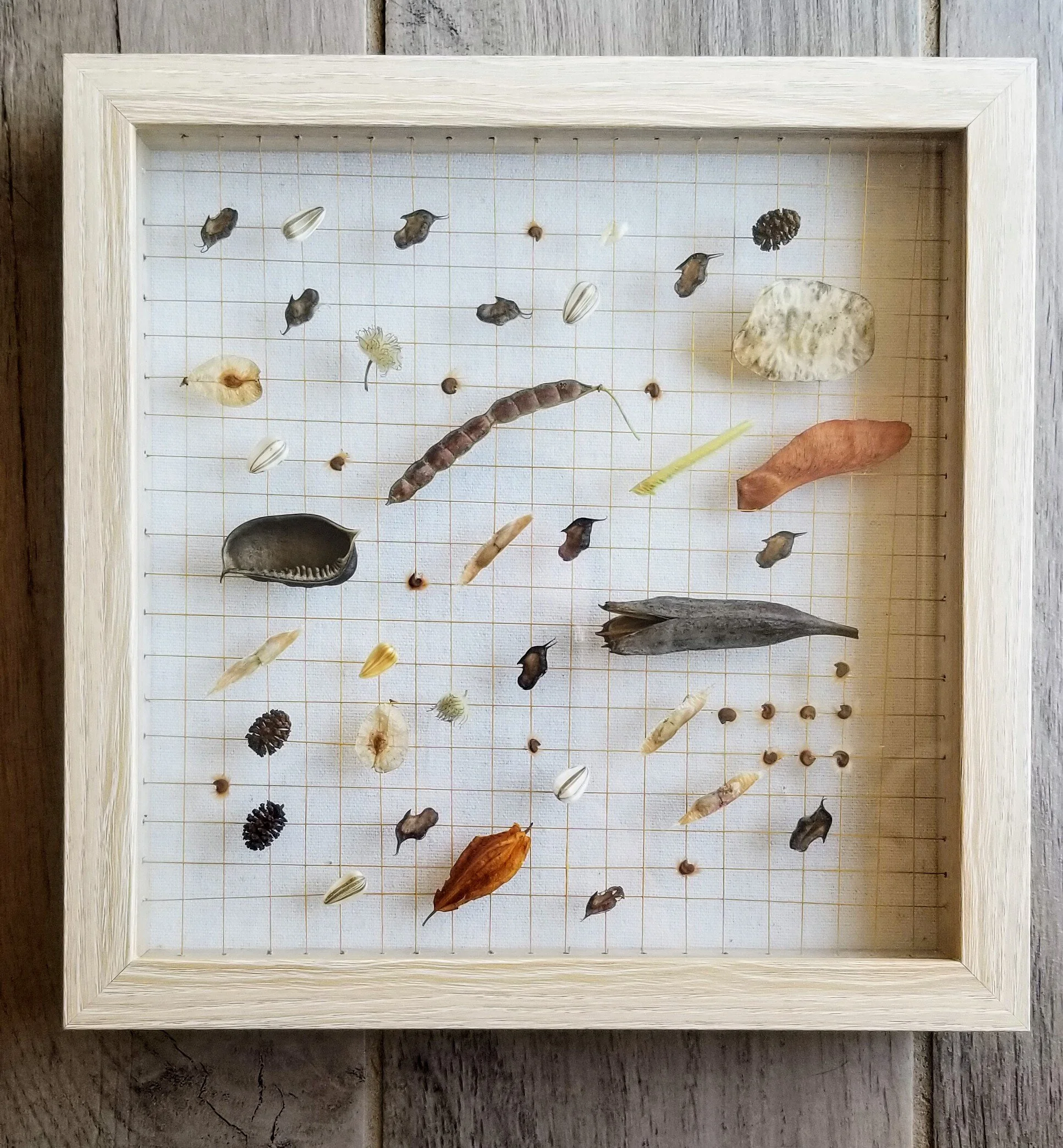 Chicago City Seeds 2020