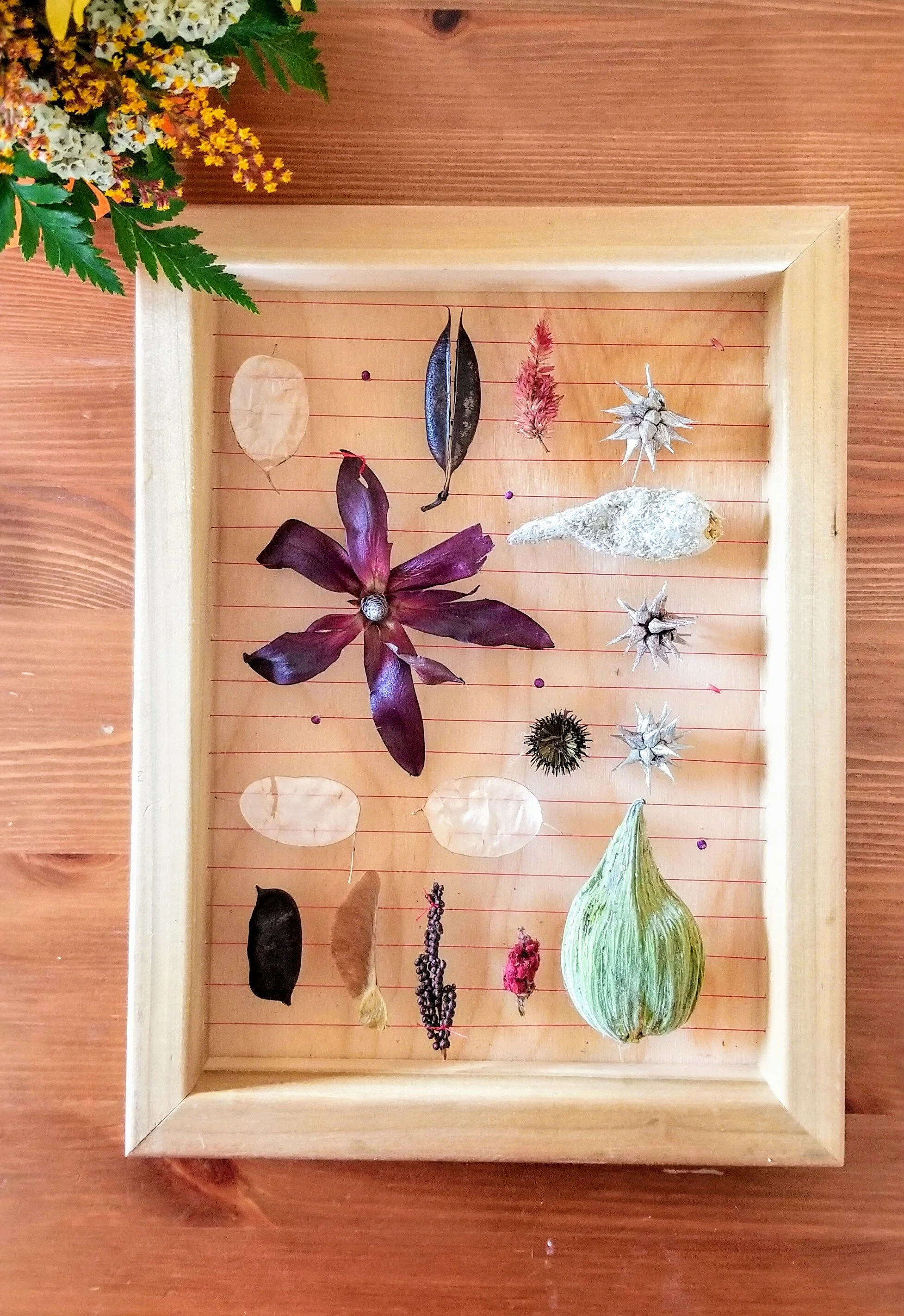 Milkweed and Carex Greyi Dance