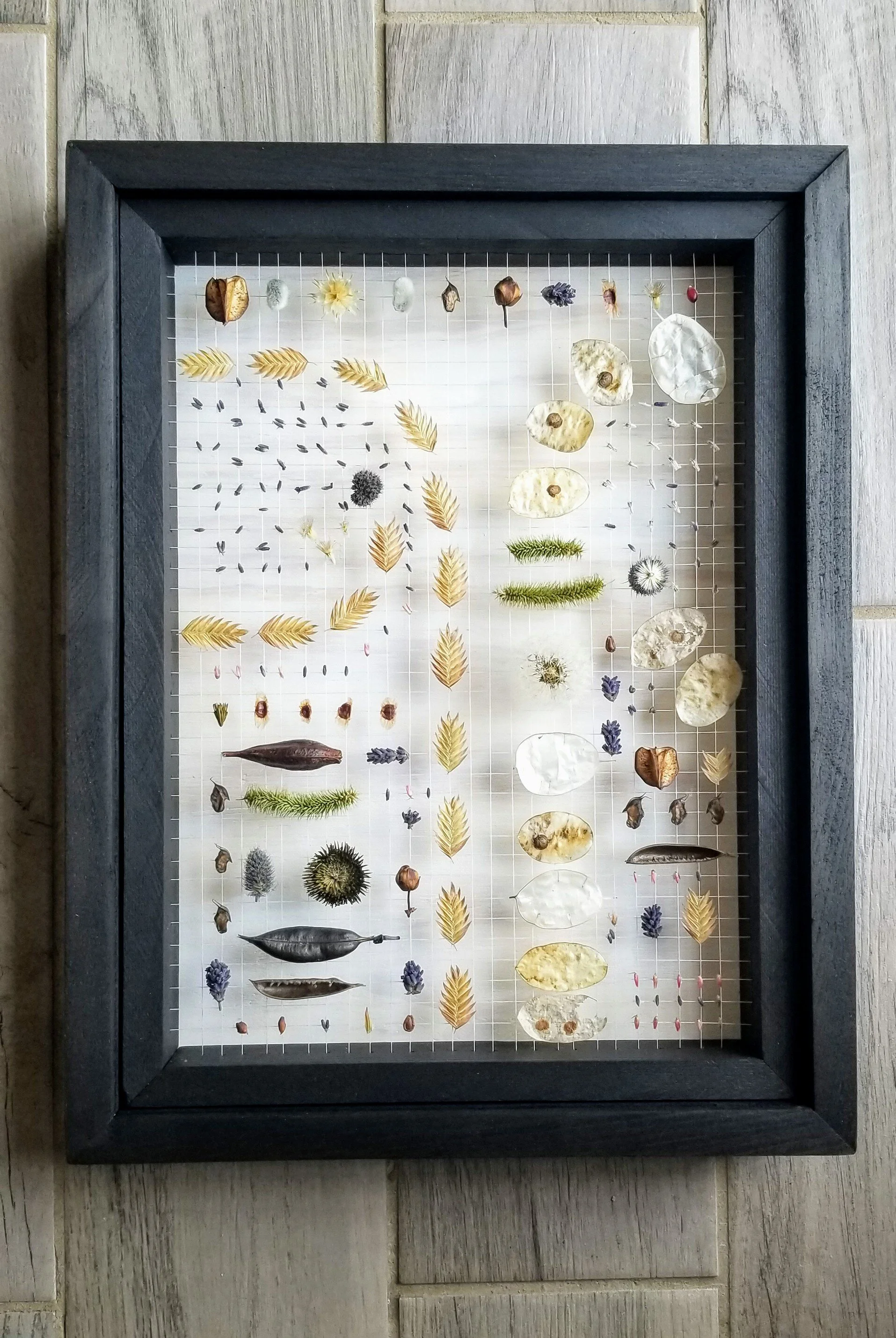 Lavender &amp; Northern Sea Oats of Berwyn