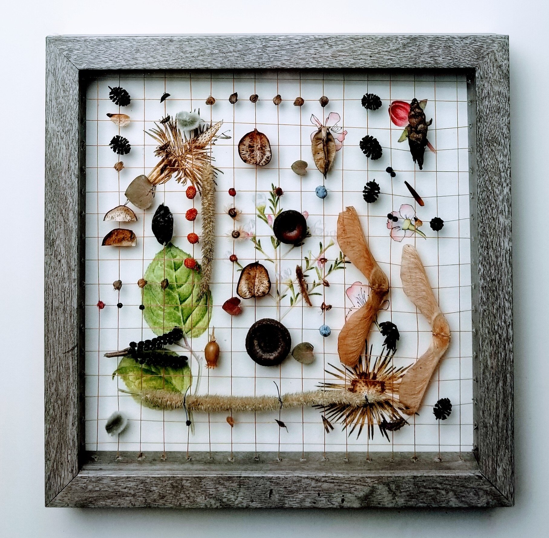 Echinacea Cone Flower Glory