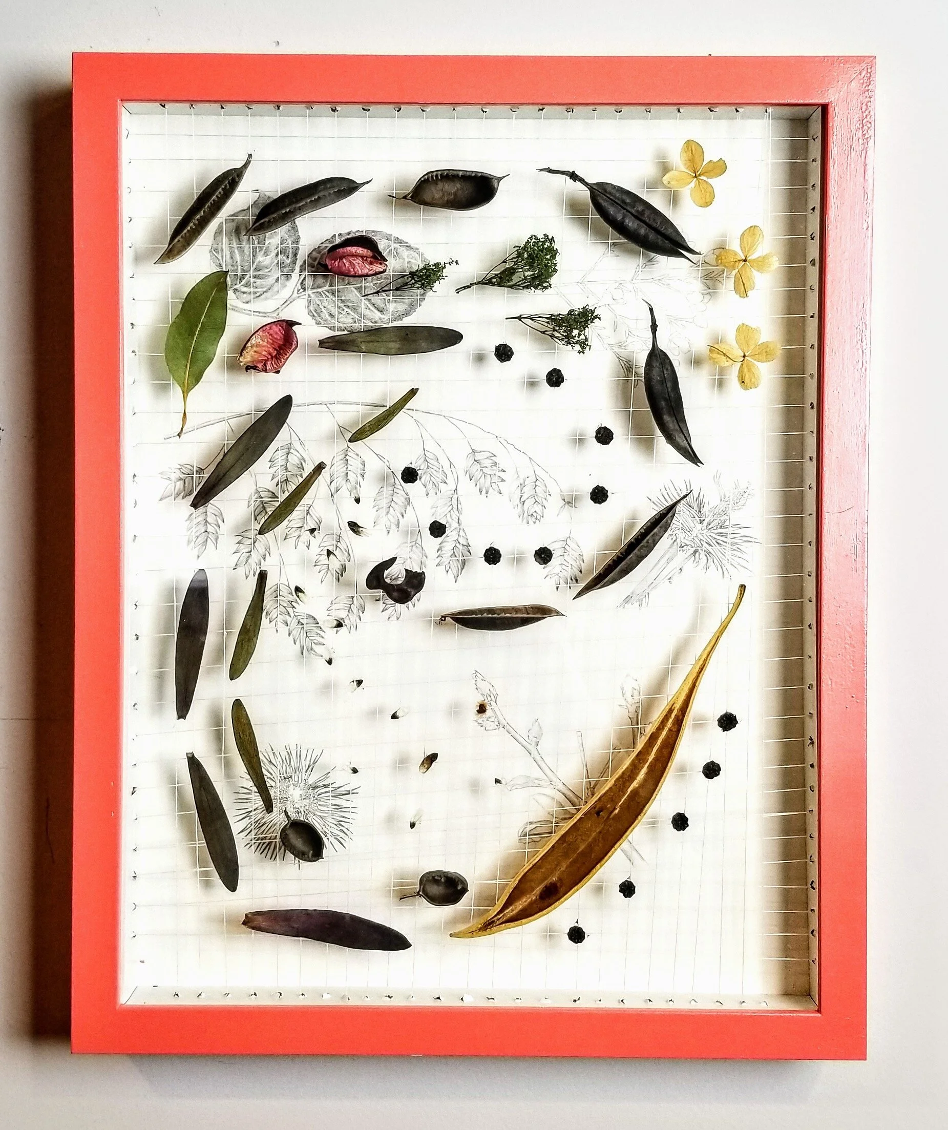 Northern Sea Oat Party