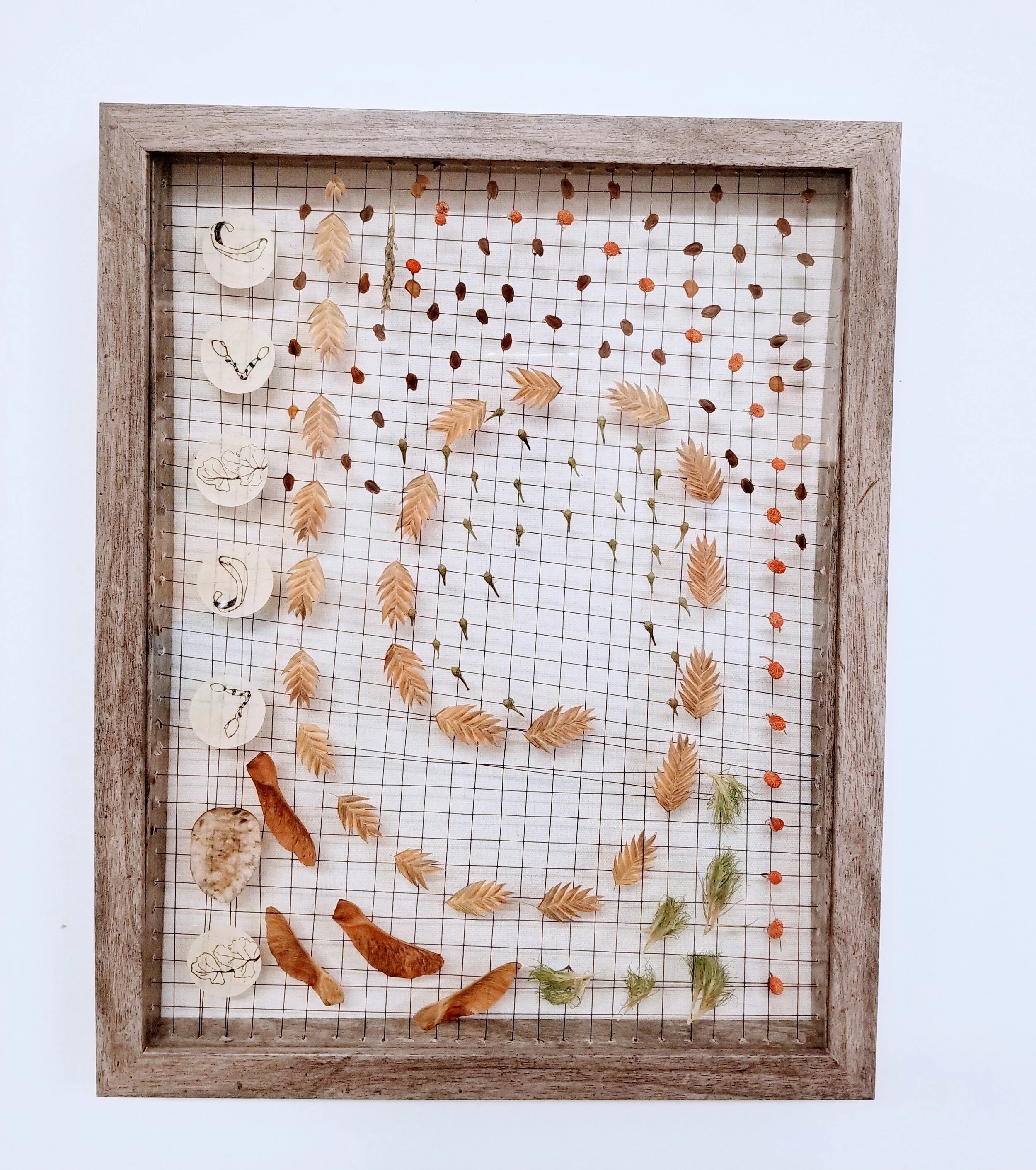 Dedicated to the Northern Sea Oat and Milkweed