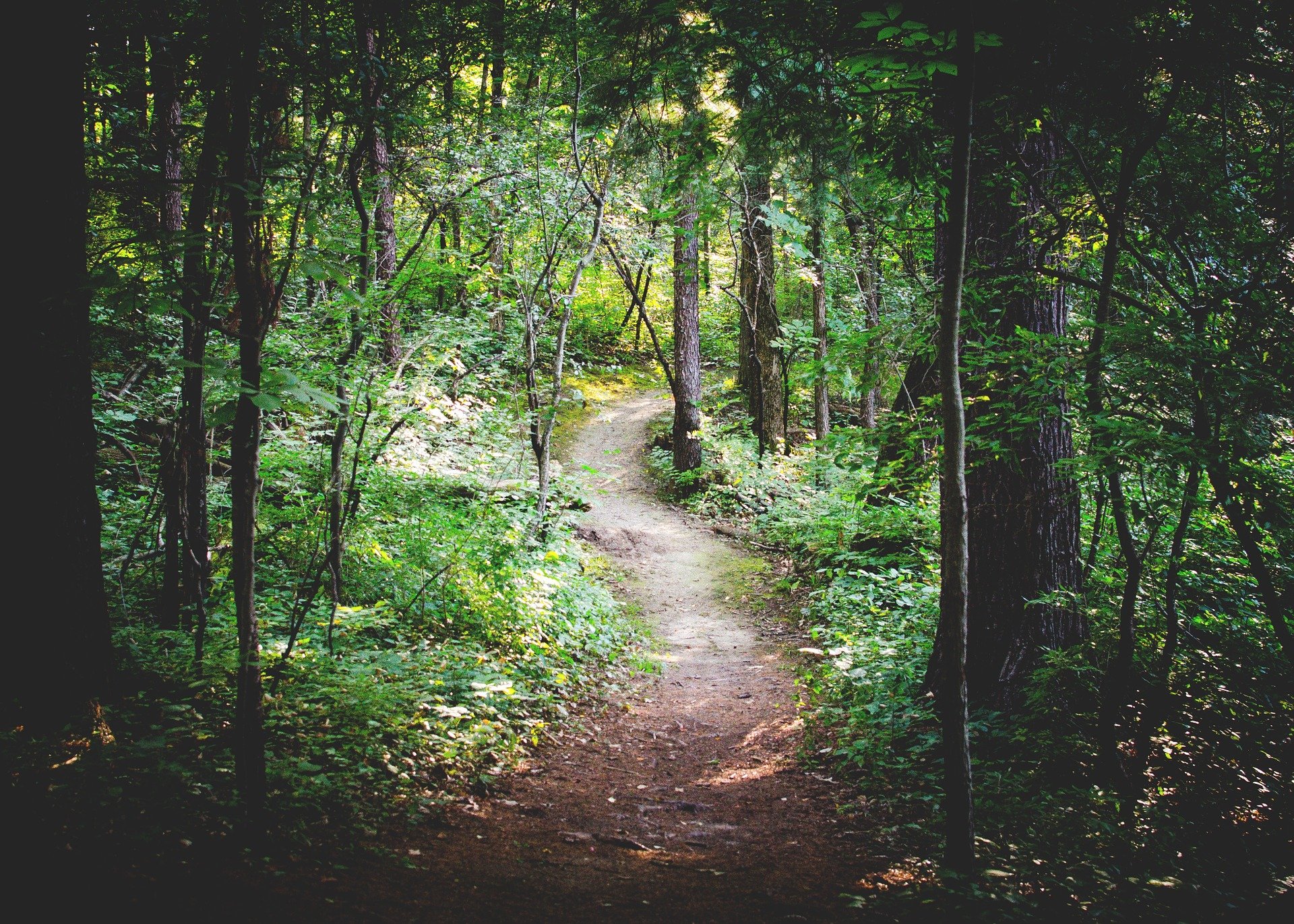 forest-path-1081805_1920.jpg