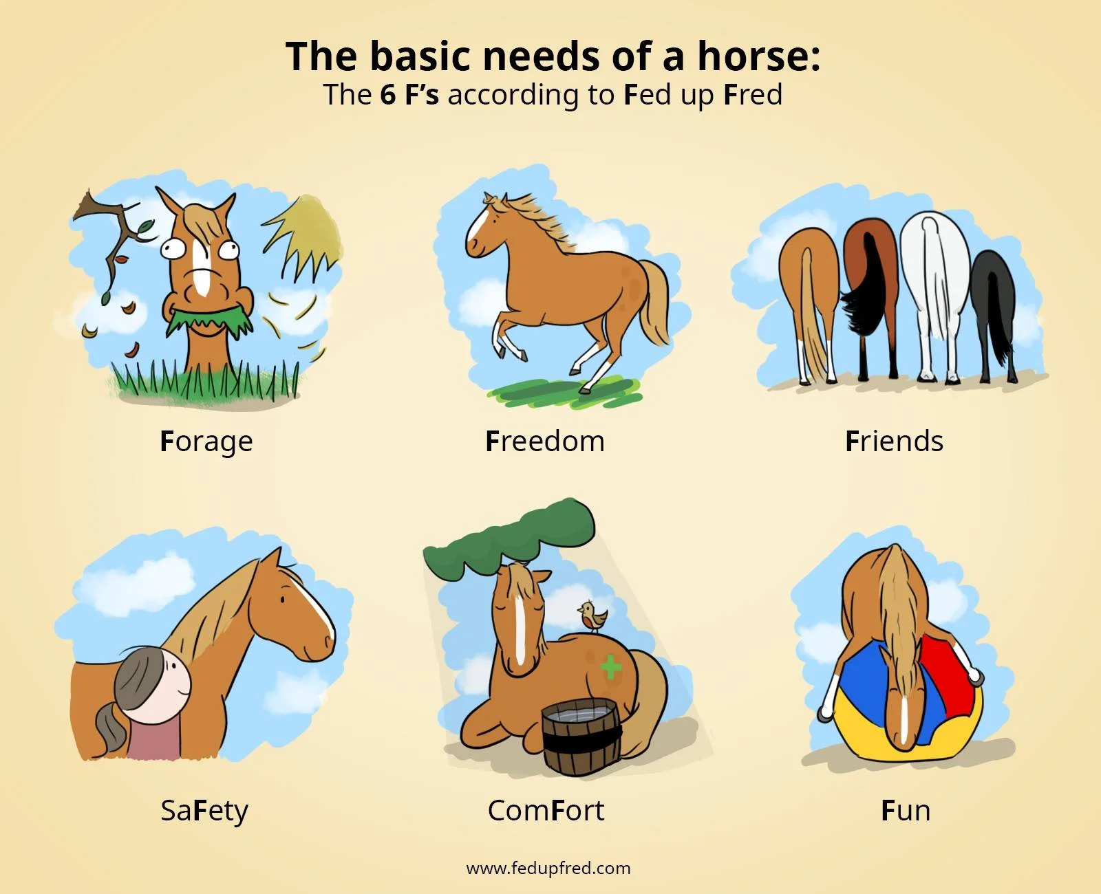 Horse BASICS Class - Intro to Horses