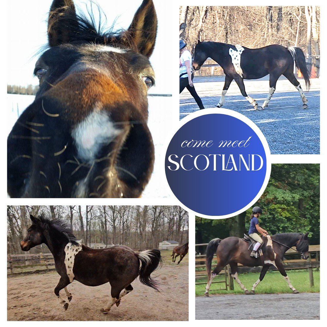 Scotland, a pony cross, was born in 2010. He's the youngest member of our herd! He stands at 14.2 hands, also the shortest! He's got a gentle personality and a love for working in our amazing camps and classes.
📢☀️Summer camps now filling! 🤩🐎💡
Si