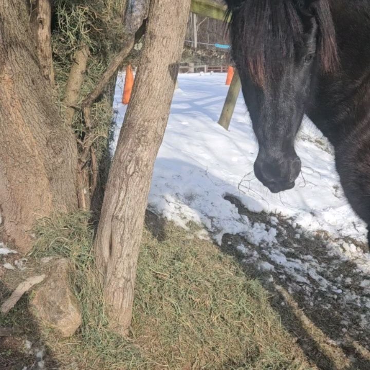 The horses enjoy their hay buffet on a winter day. Who knew hay could grow on trees 😋 #horseenrichment