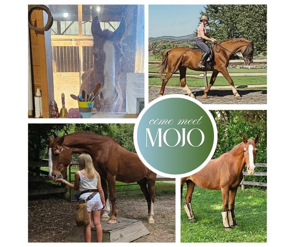 Mojo, a Dutch Harness Horse, was born in 2004. She stands at 16.2 hands; that makes her the tallest member of our herd! She's the best beginner walk-trot lesson horse we could ask for - plus, she loves being fussed over and playing training games wit