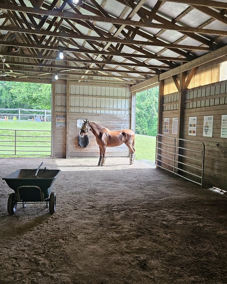 Tl;dr: if you have a horse, you can help them by listening to this interview. 

I'm a horse professional, but I'm not trained in veterinary science, medicine, or any other facet  of equine health care. I'm a riding coach and a horse trainer, and I've