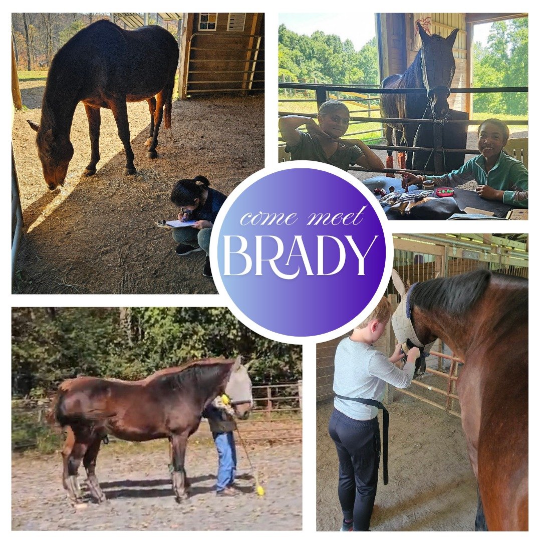 Brady, a Thoroughbred type, was probably born in the early to mid 1990s. He's the oldest member of our herd! Even though he arrived many years ago with many fears, Brady has discovered that he enjoys playing games with kids (and adults!). His confide