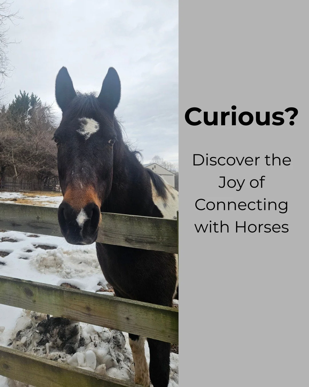 Sometimes the best lessons start with a nose and a moment of curiosity. Join our ground lessons and connect with horses in a whole new way. 
Explore at link in bio.
#HighlandMaryland
#MarylandHorses
#MarylandEquestrians
#DMVEquestrians
#MarylandHorse