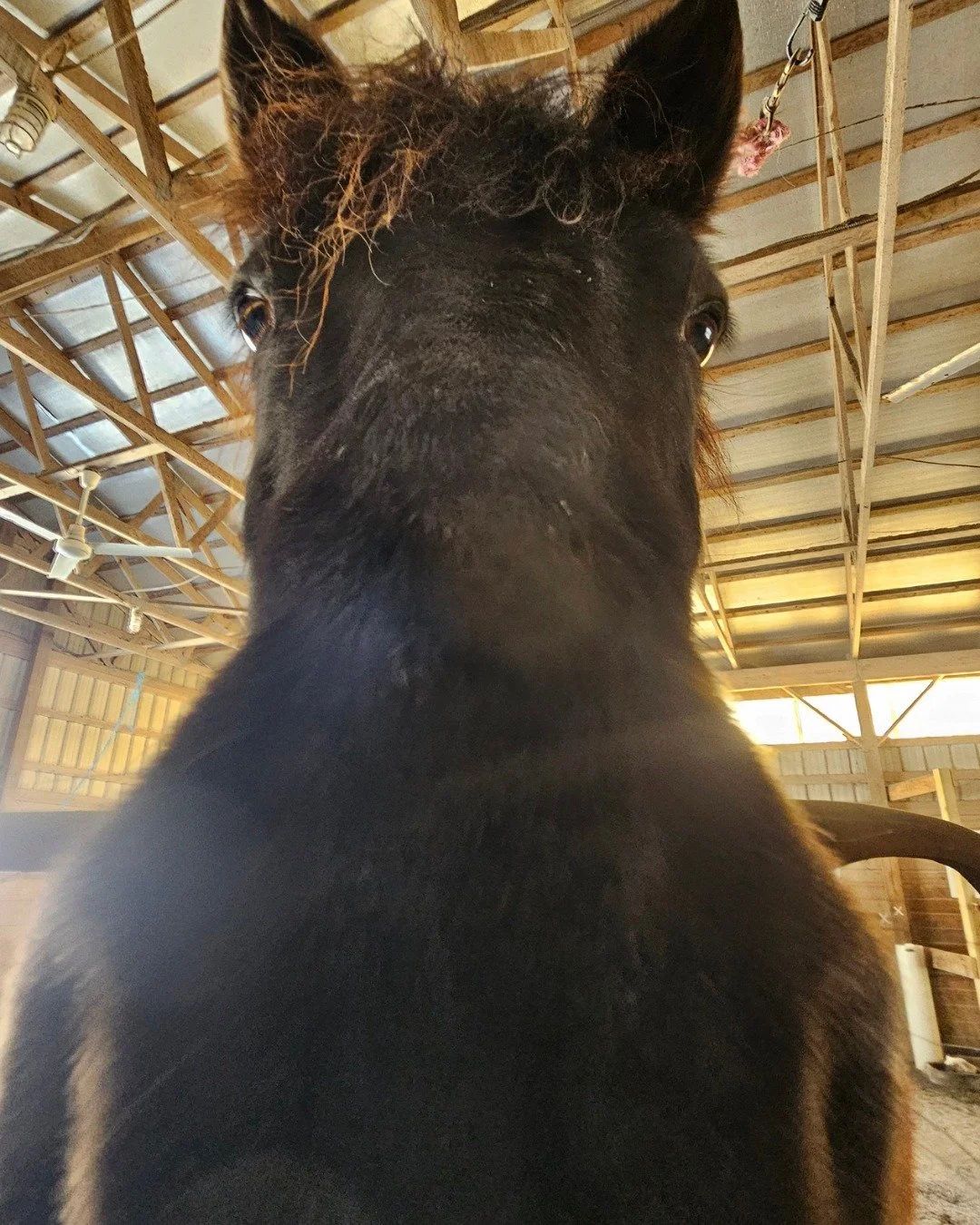 Boop! 🐴💛 Curious what a horse is really thinking?
Join our ground lessons at Heart of Riding to explore horsemanship, connection, and confidence. 
Learn more at link in bio.
#GroundLessons
#HorseConnection 
#DMVEquestrians
#MarylandHorseLife