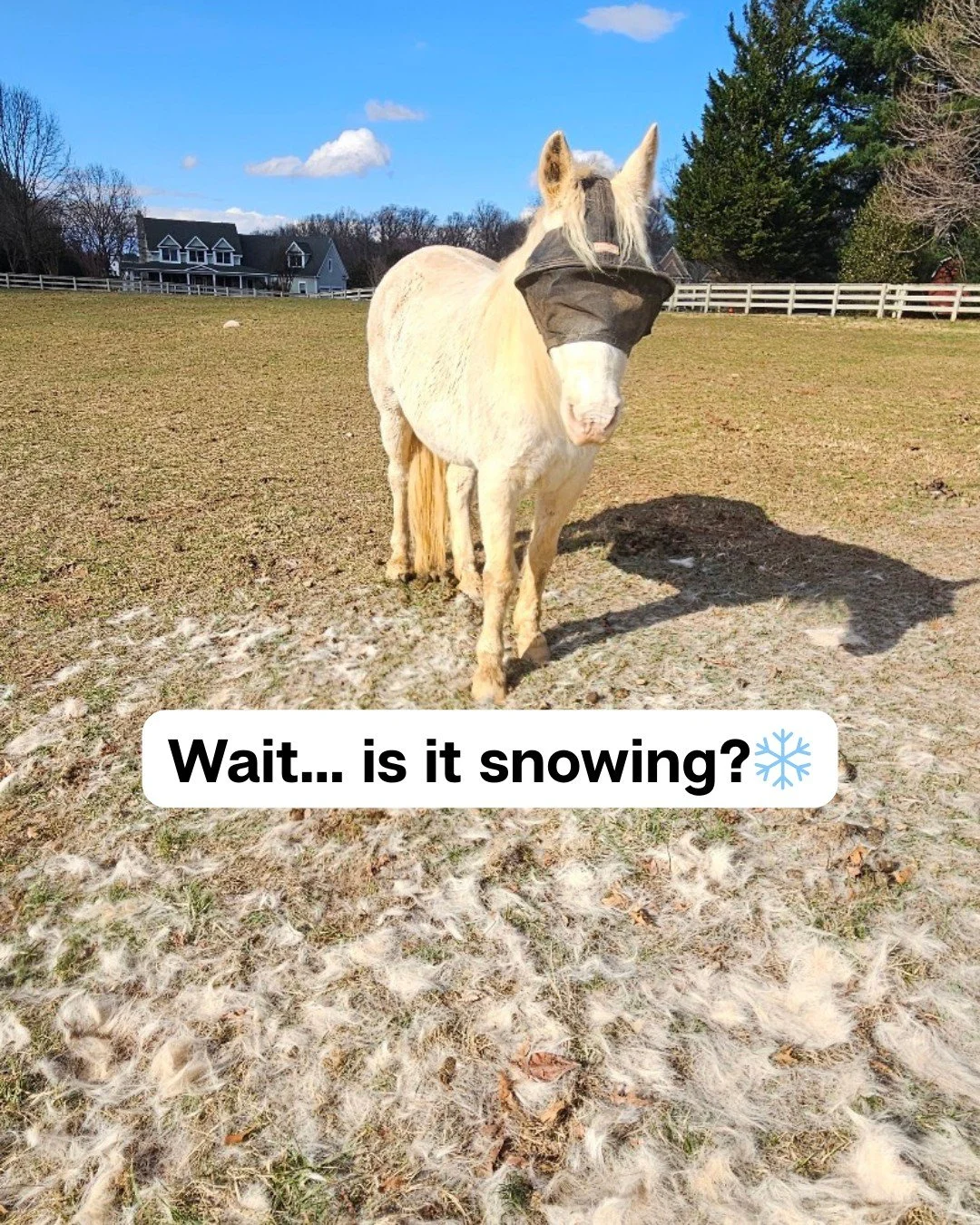 Thought it was snowing&hellip; but nope! Just Flurry&rsquo;s winter fluff making way for sleek spring fluff. 🌸🐴
#HighlandMD, #DCMetroEquestrians, #MarylandHorses, #HorseLessons, #GroundLessons, #HorseRidingLessons, #EquestrianExperience, #HorseTrai