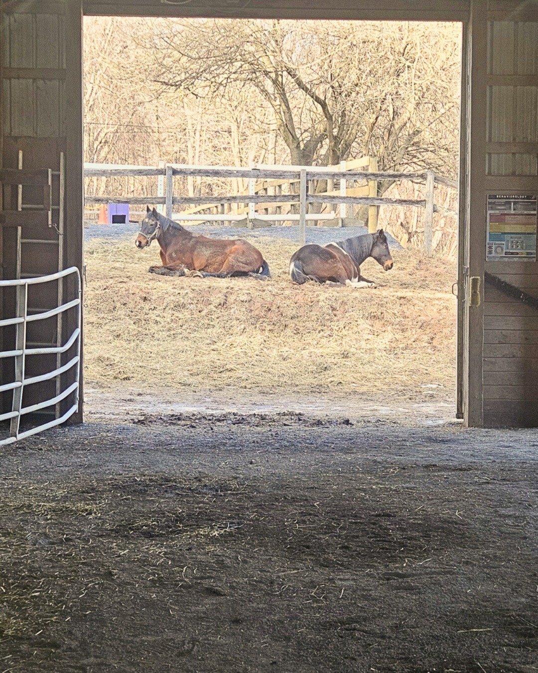 Sometimes you just need to pause&hellip; and soak in the sun with horses. 🐴☀️ At Heart of Riding, our ground lessons give you the chance to slow down, connect, and enjoy these gentle moments. 
HeartOfRiding.com or Link in bio to learn more.
#Marylan