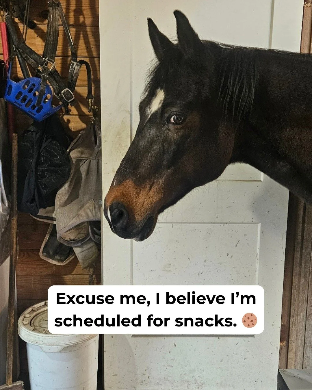 EXCUSE ME... 
Did someone say schedule... er, snacks? 📆🍪
Time to start scheduling your summer!
Go to https://www.heartofriding.com/wonder-whinnies-kids-classes to find out how your little one(s) can experience the magic of treats and horses. The ne