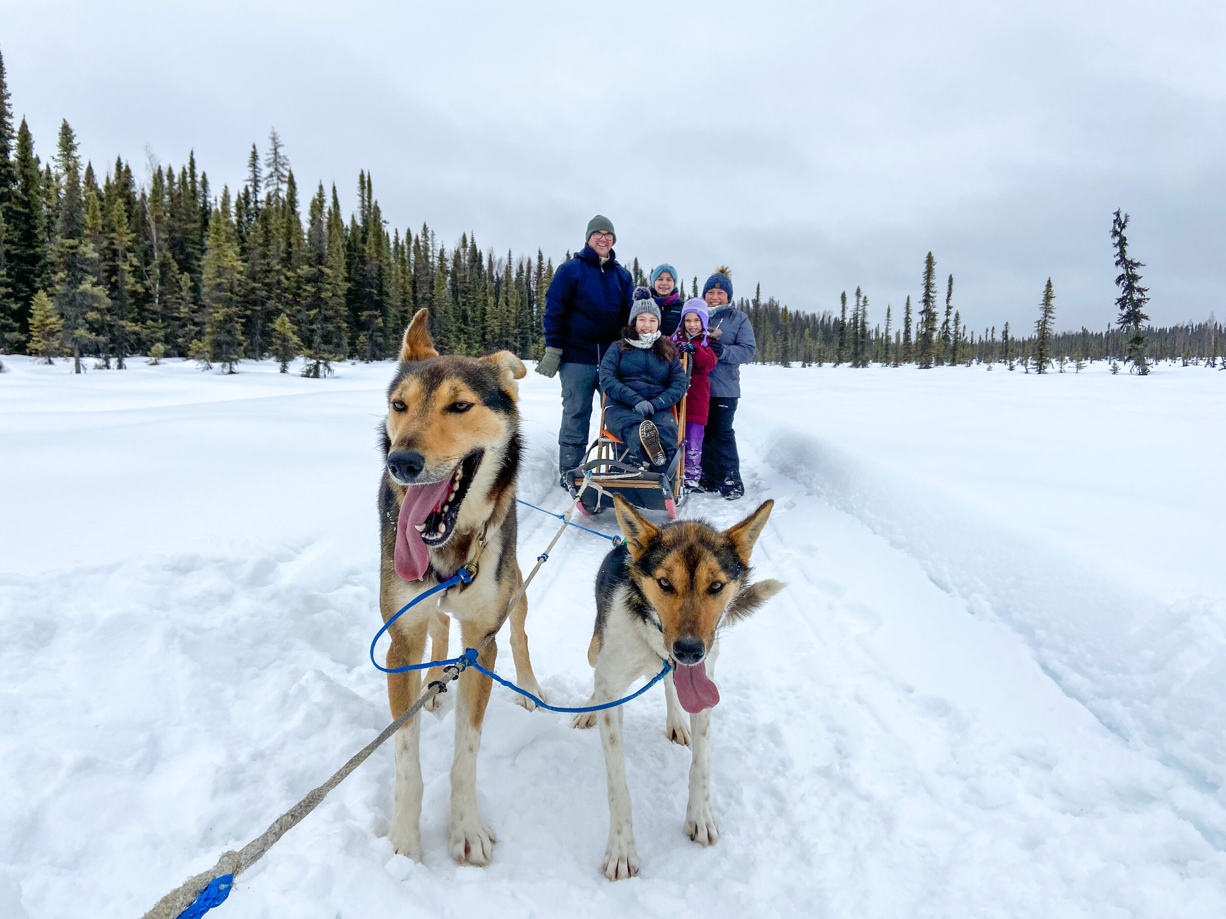Dog Sledding in Alaska