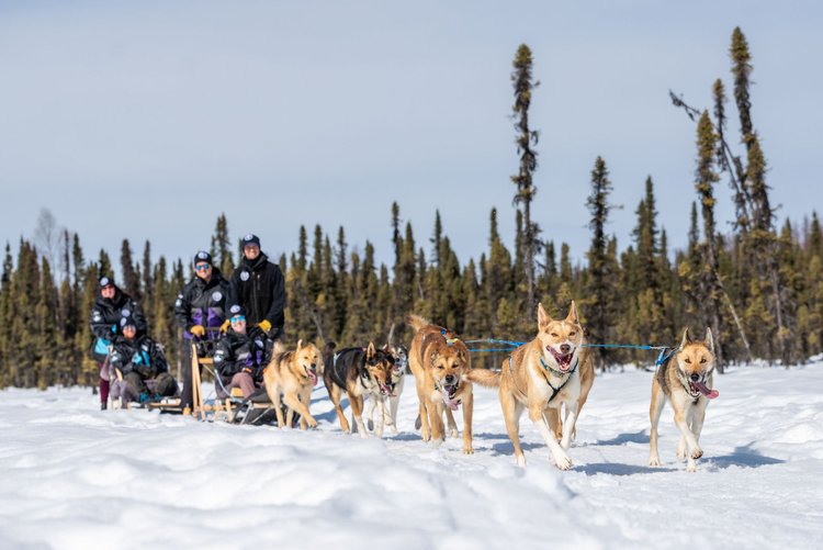 17th-Dog Crew — Alaskan Husky Adventures