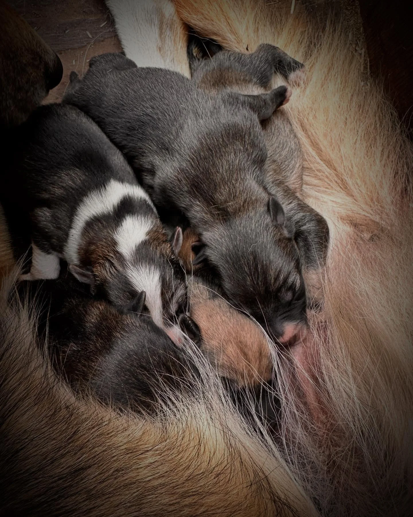The month of May is typically slower for our team at the kennel. A lot of projects from broken sleds needing to be fixed, dog houses needing to be painted, dogs needing to be groomed, but one of the best things needing to be done is puppies need to b