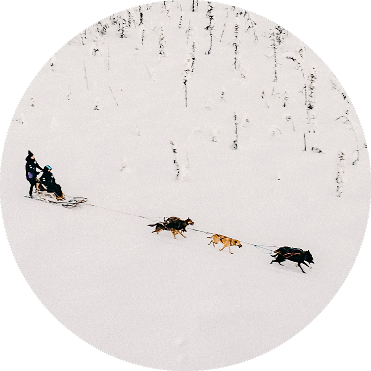 Dog Sled Rides — Alaskan Husky Adventures
