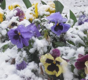 pansies in snow