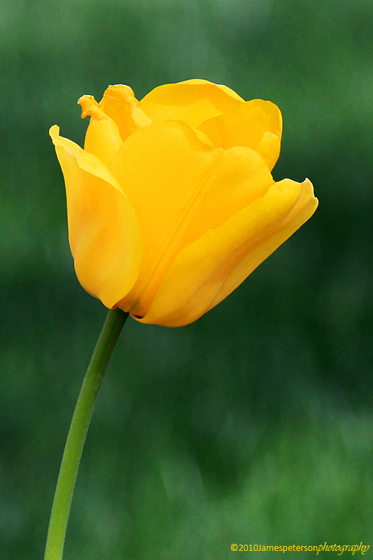 tulip