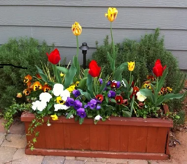 fall planter box tulips