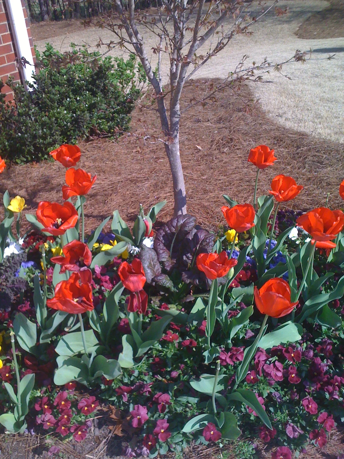 pretty flowers 2 (2)