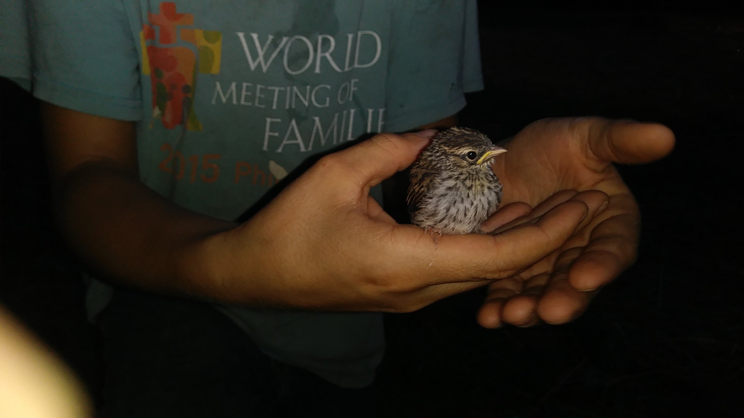 Fledgling