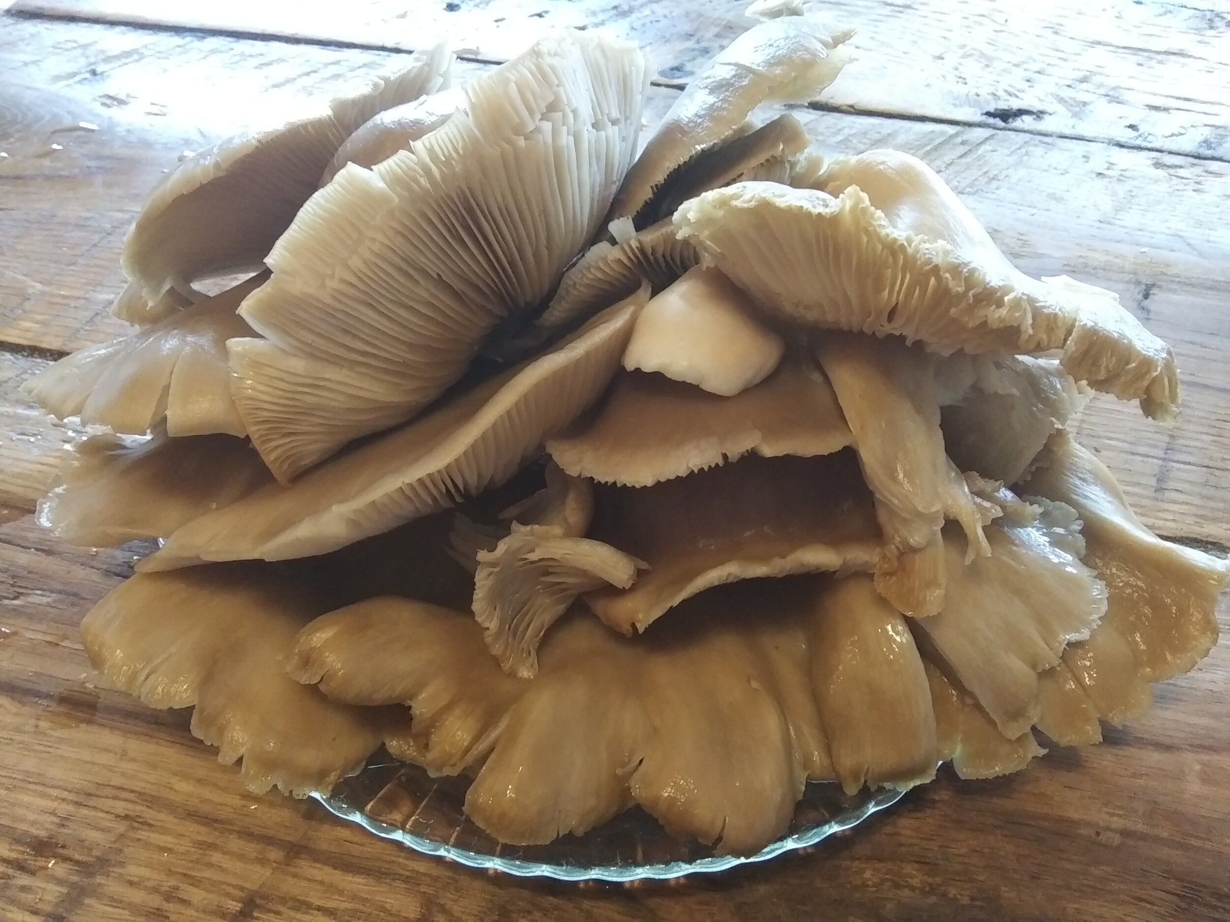  First flush of oyster mushrooms!!! 