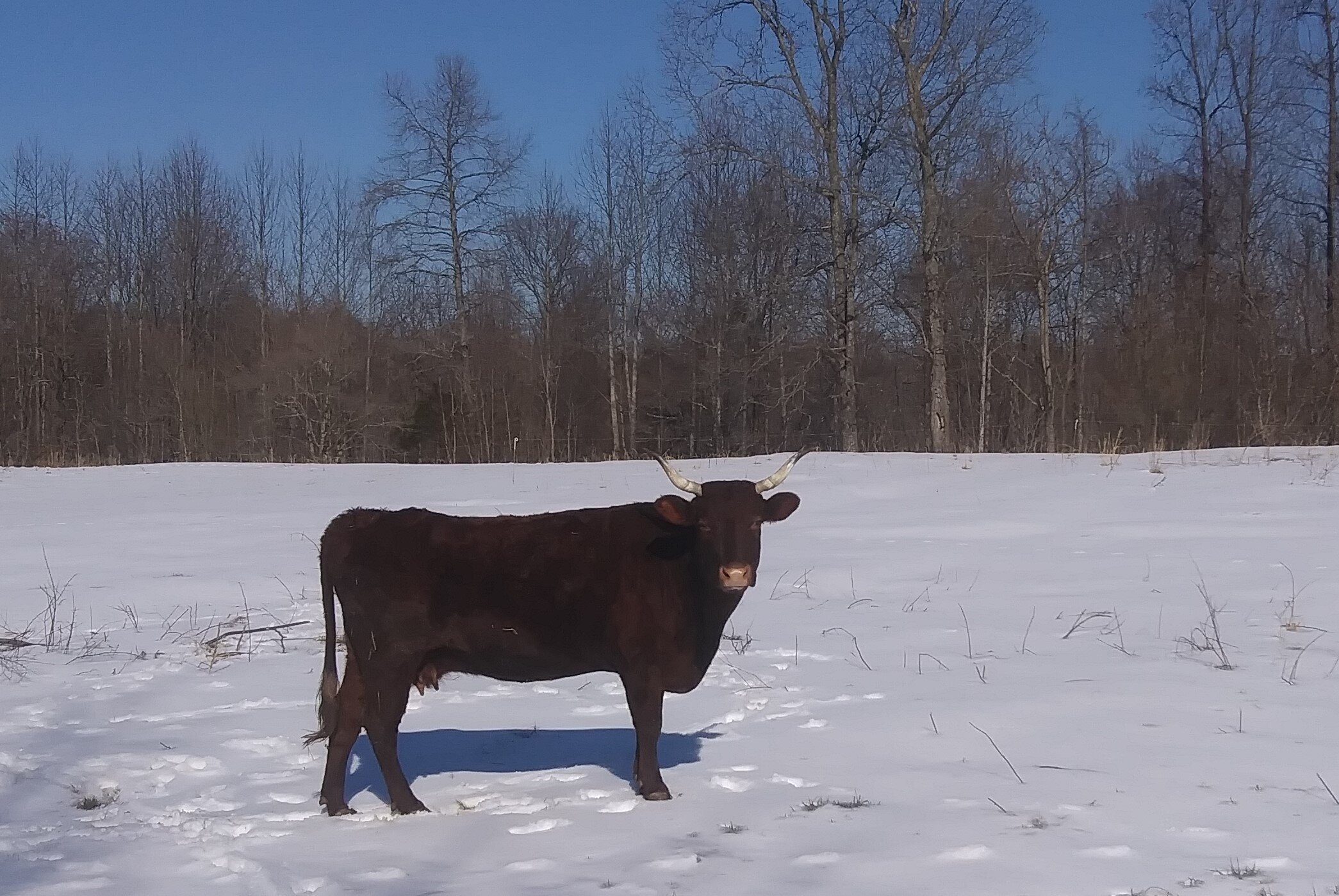 Rose, our American Milking Devon w/o milk