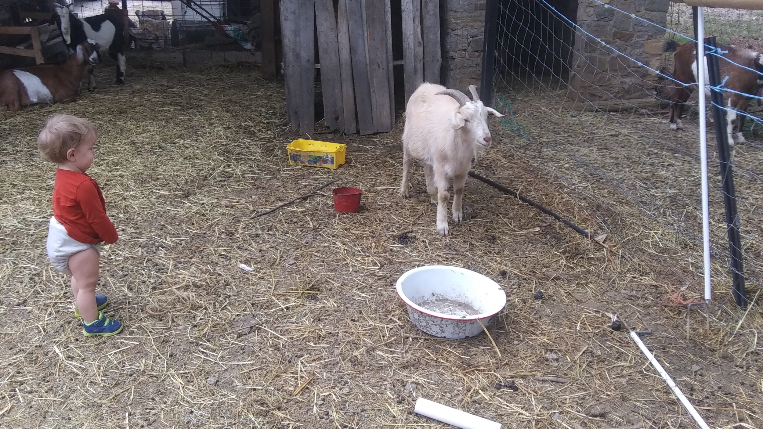 Little man herding the goats