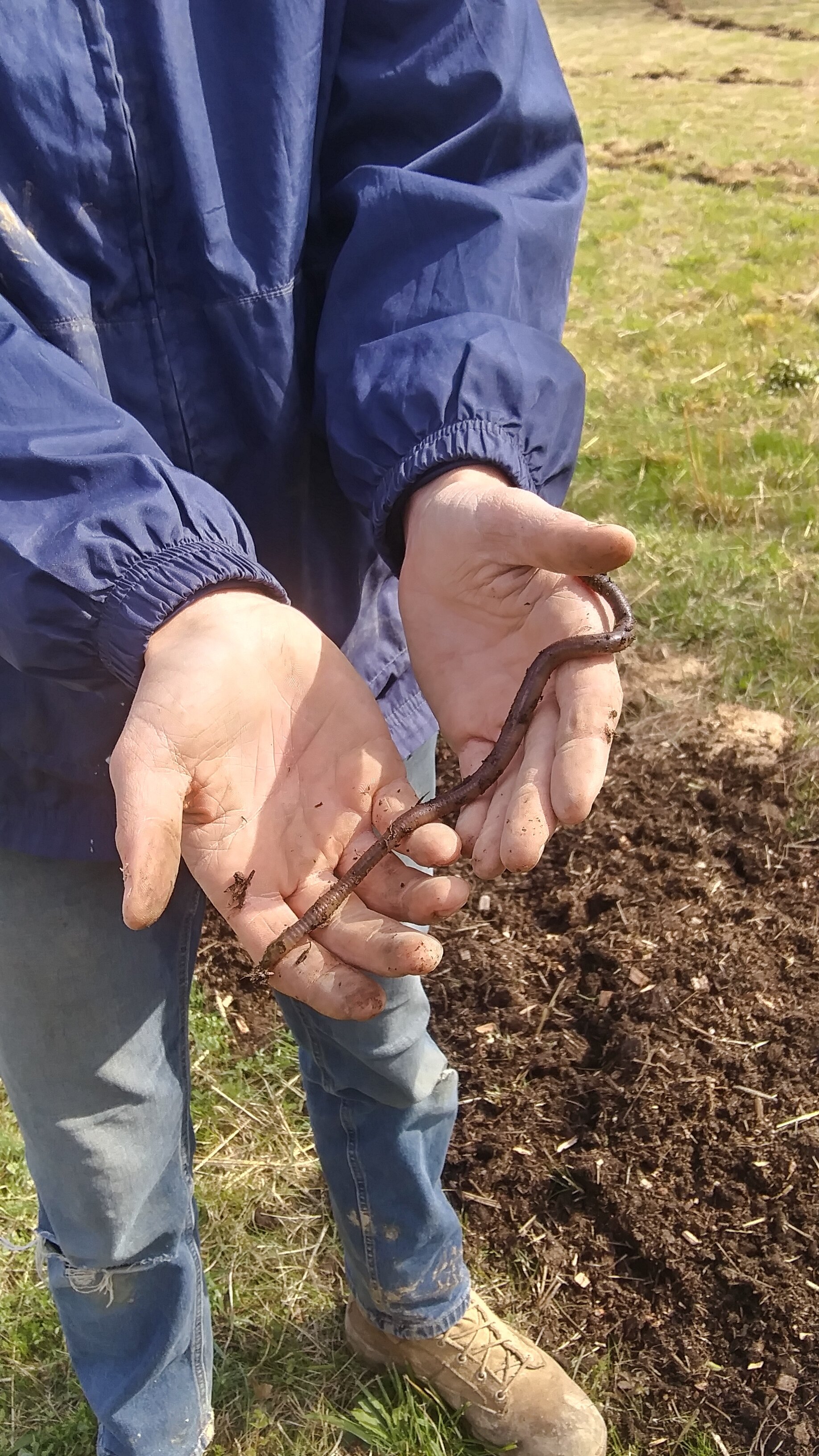 Giant worms ready to help