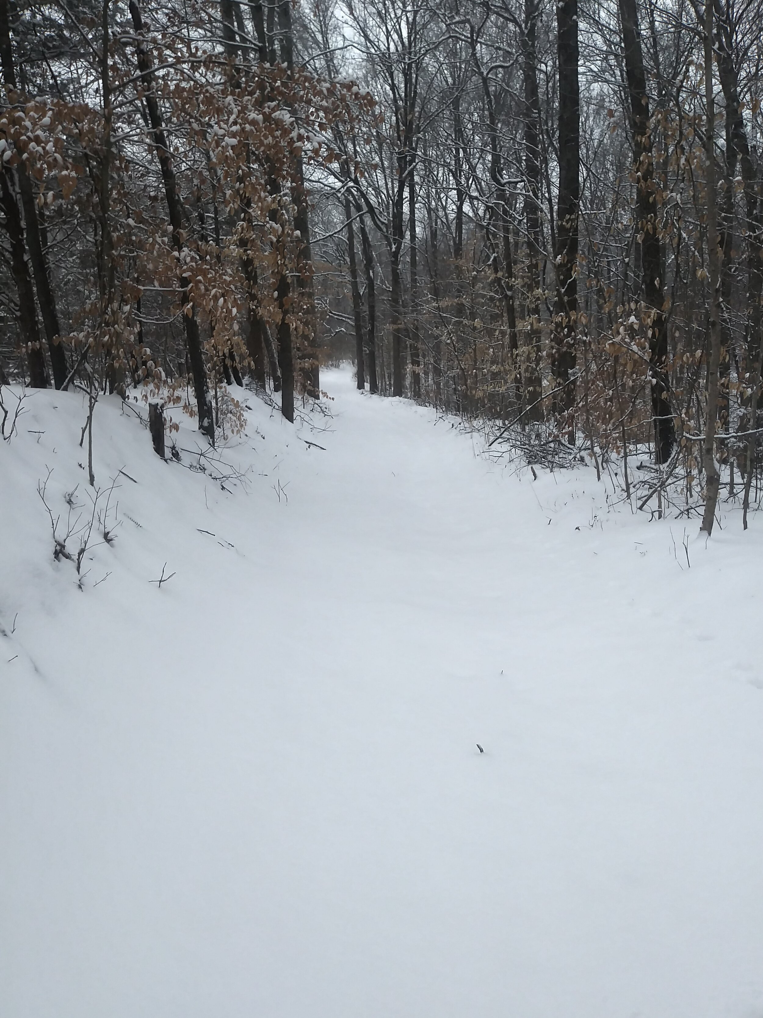 Walking the road to the pasture