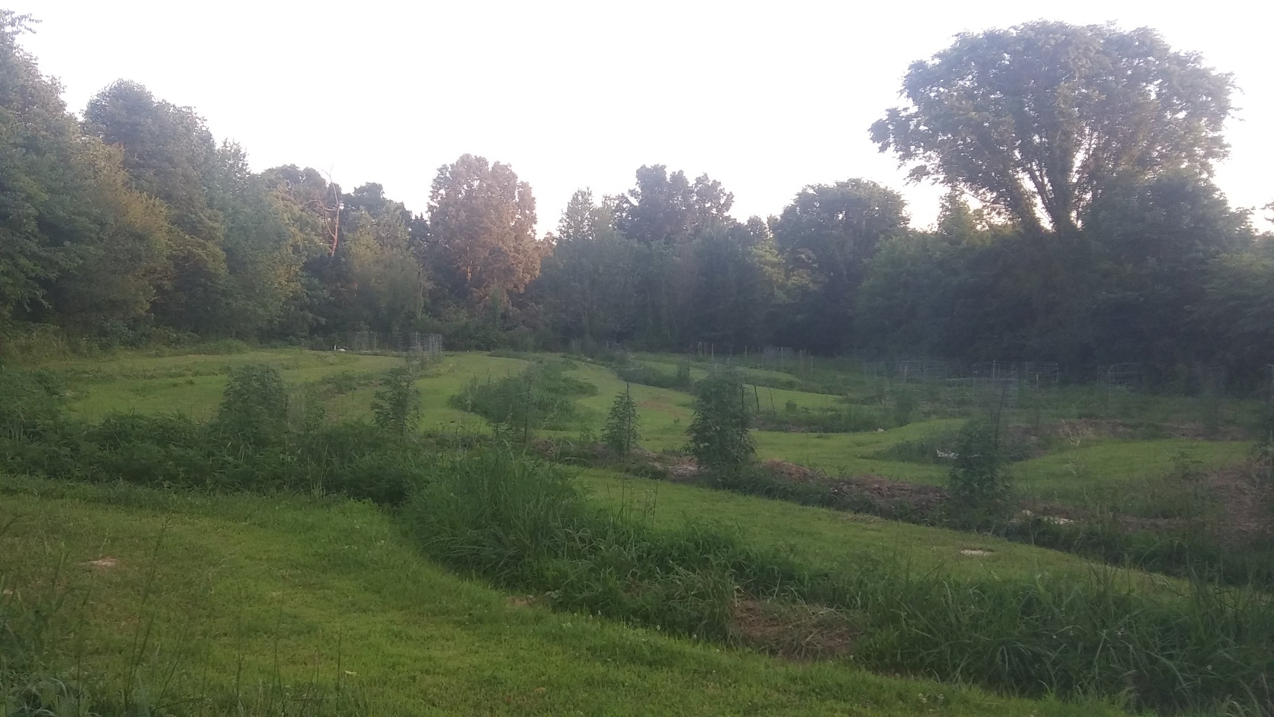 Hemp field