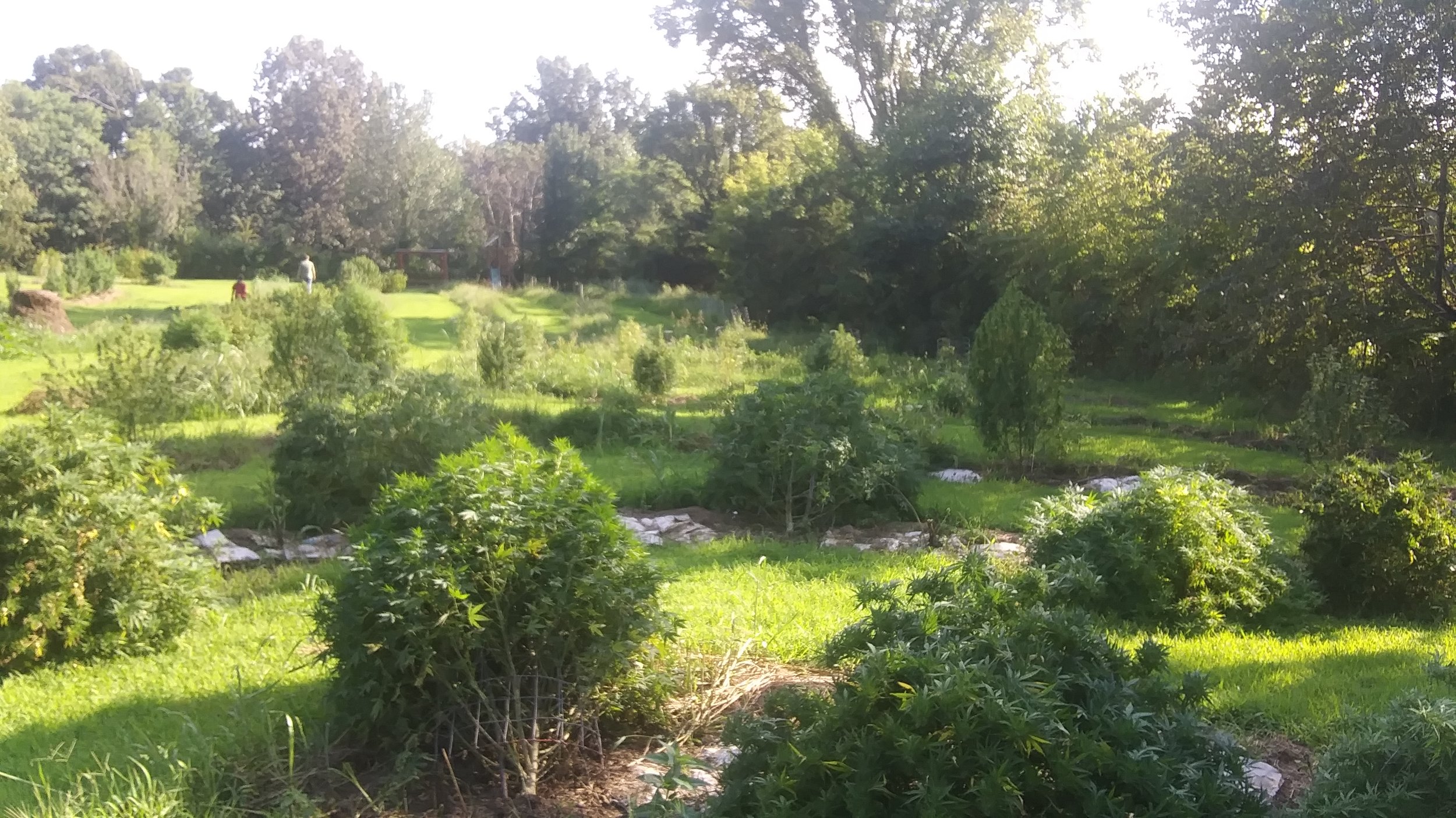  The hemp field late in the day. 