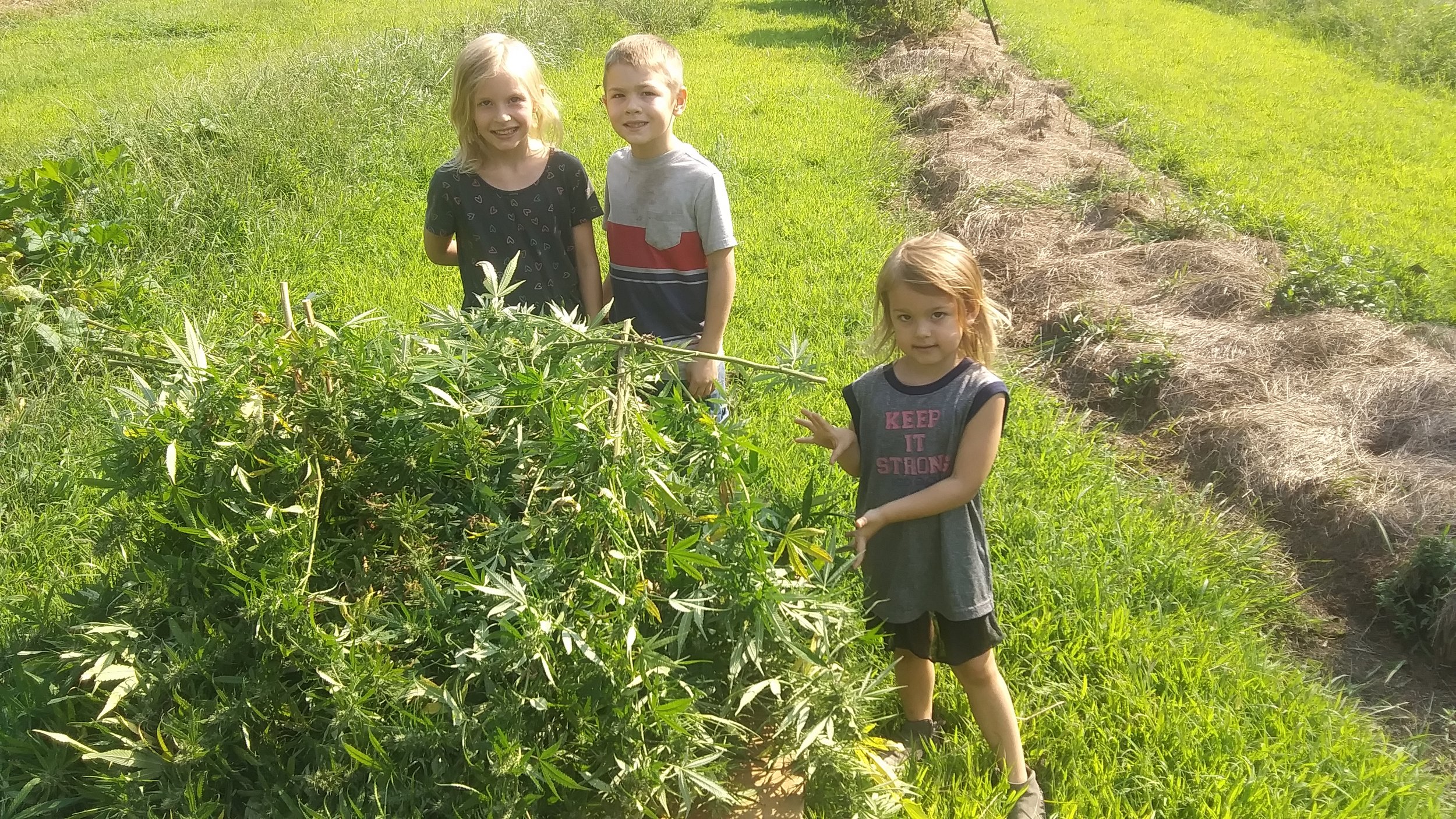  The kids help with the daily harvest. 