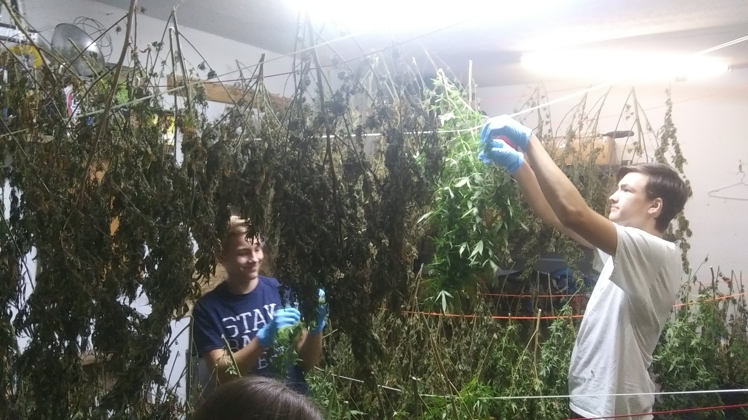  Late nights picking and trimming. 