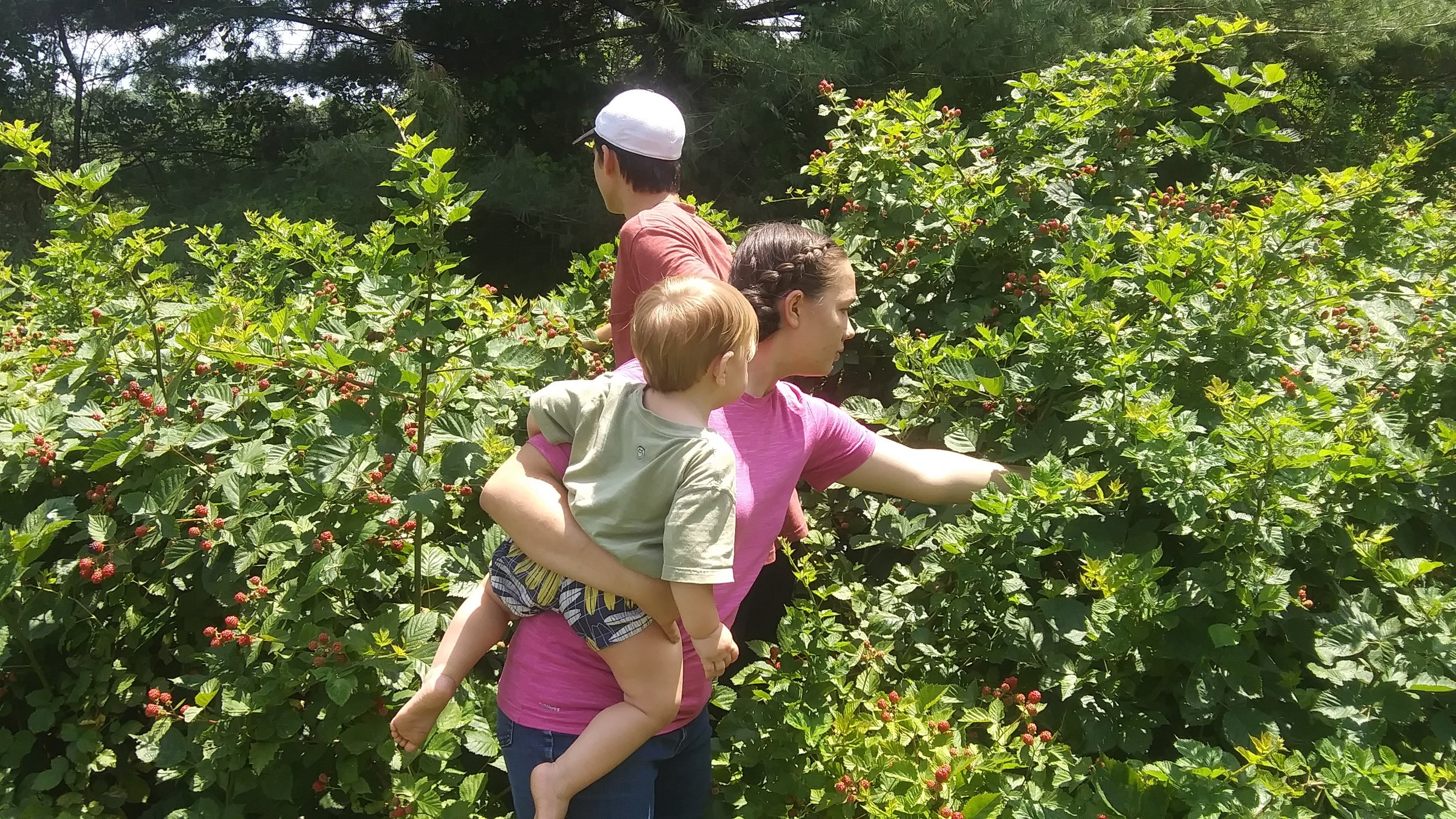  Blackberry picking. 