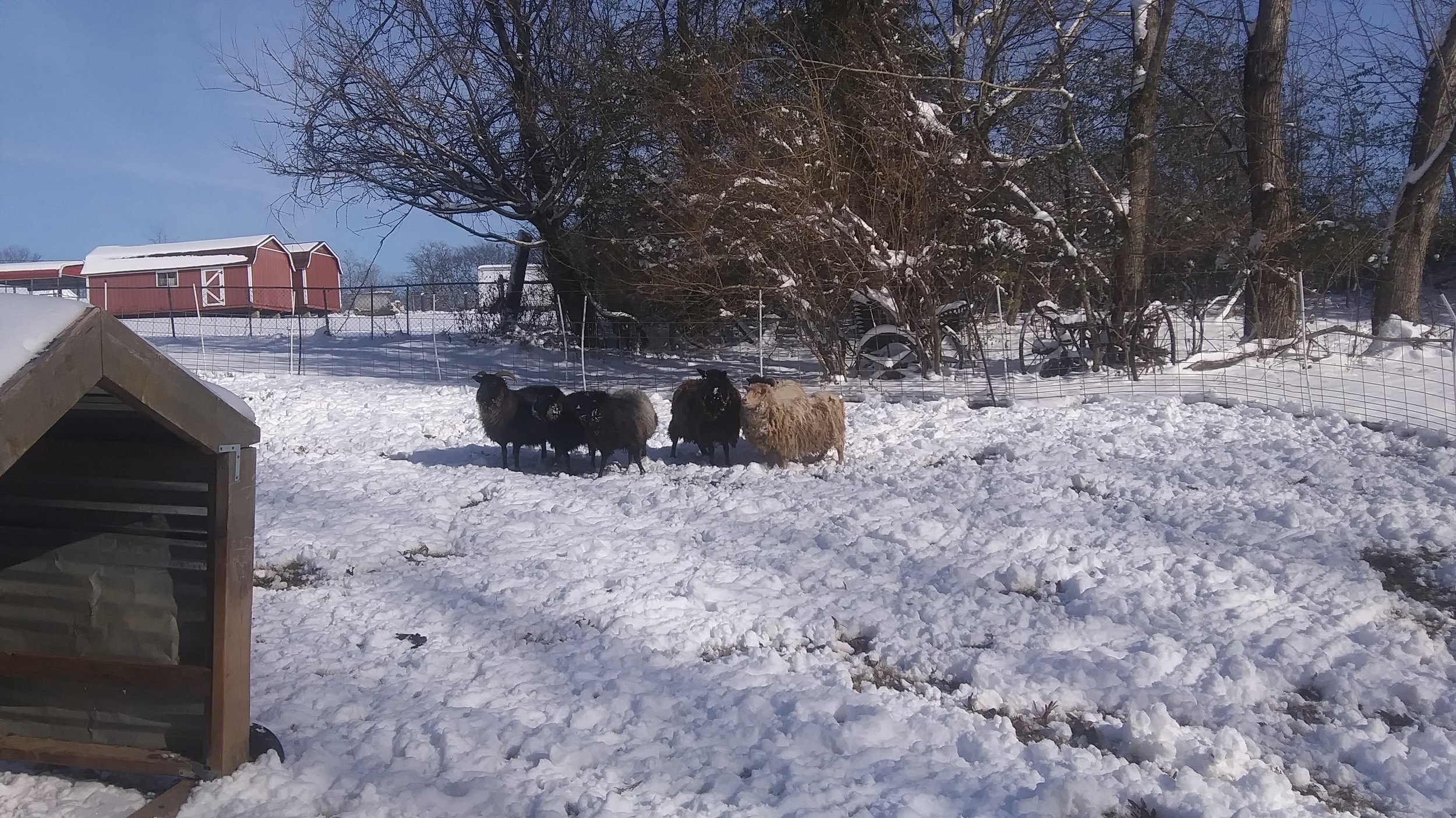  Their thick wool coat keeps them warm in the snow and once shorn insulates Dad’s office. 