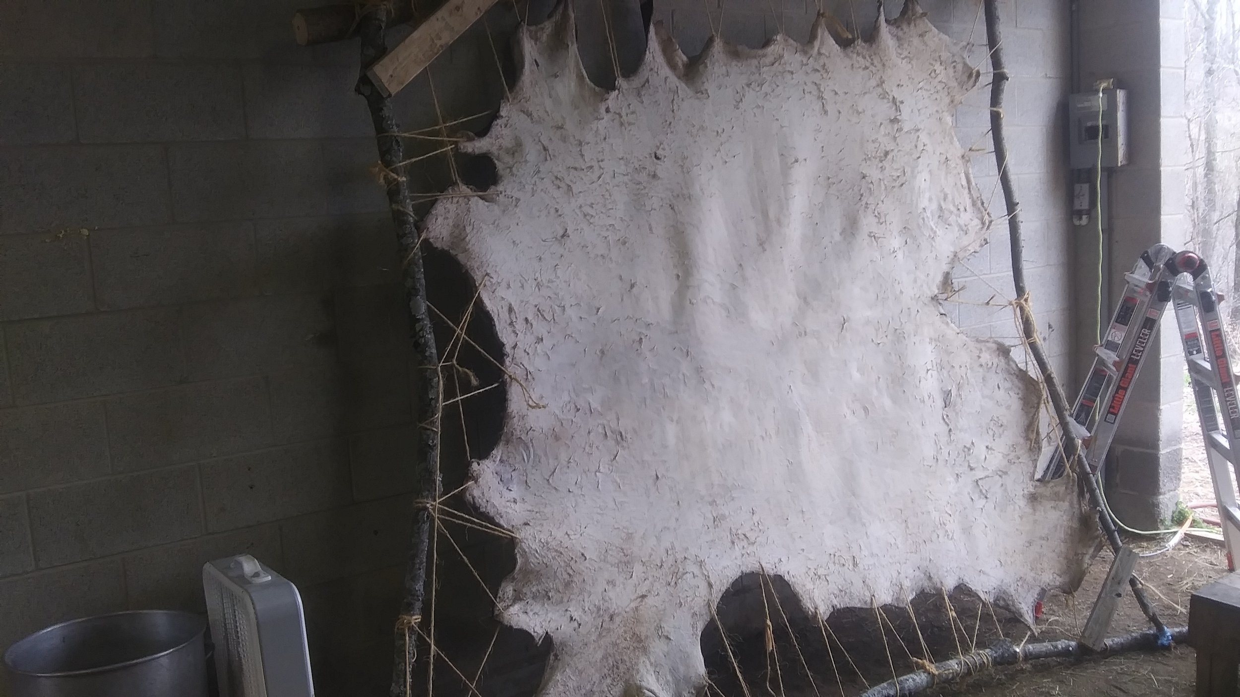  Drying our cowhide 