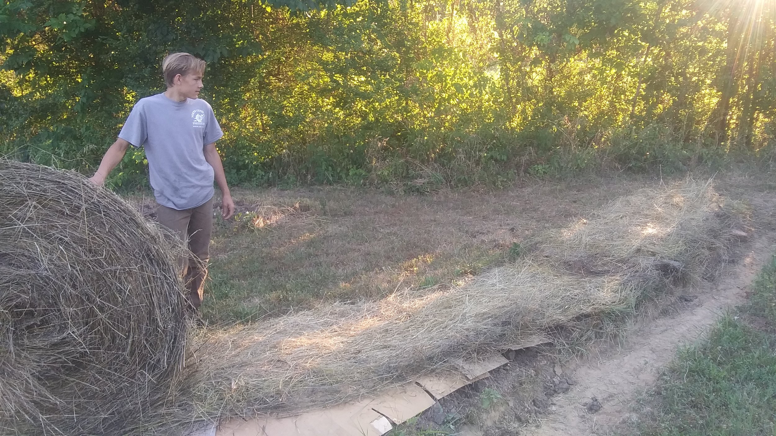  Mulching the rows 