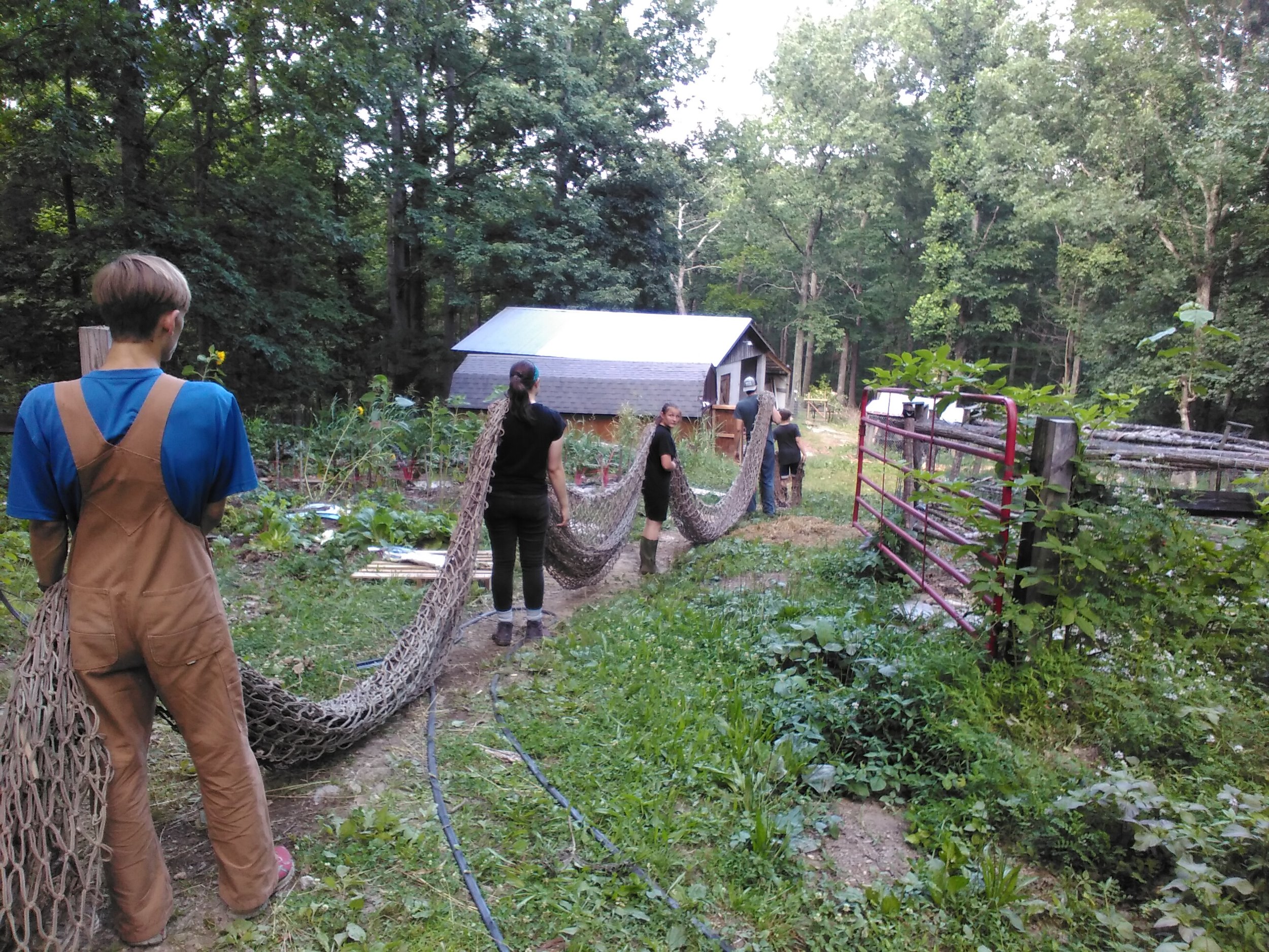 Carrying down our chicken net to the new coop