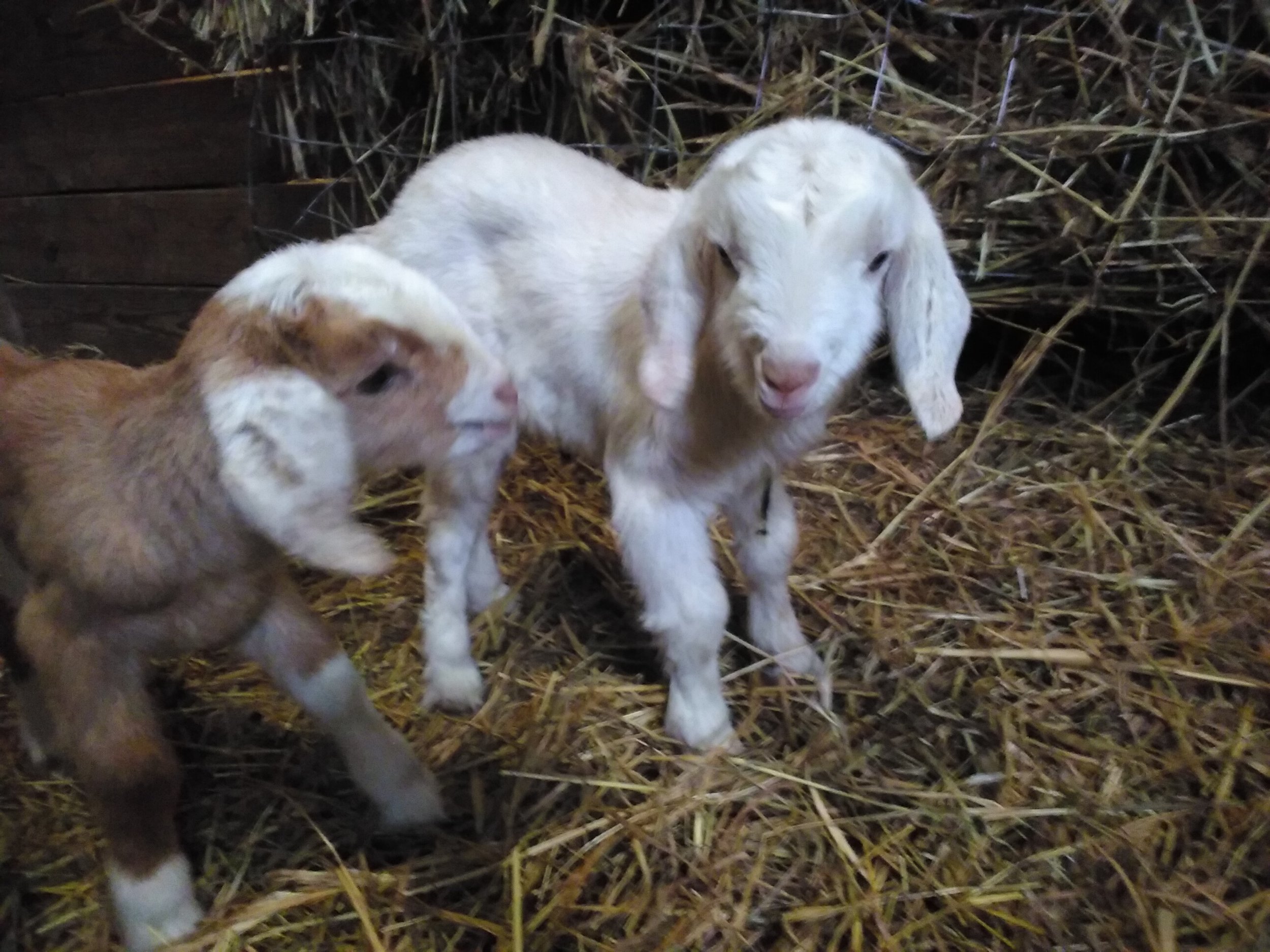 New baby goats 