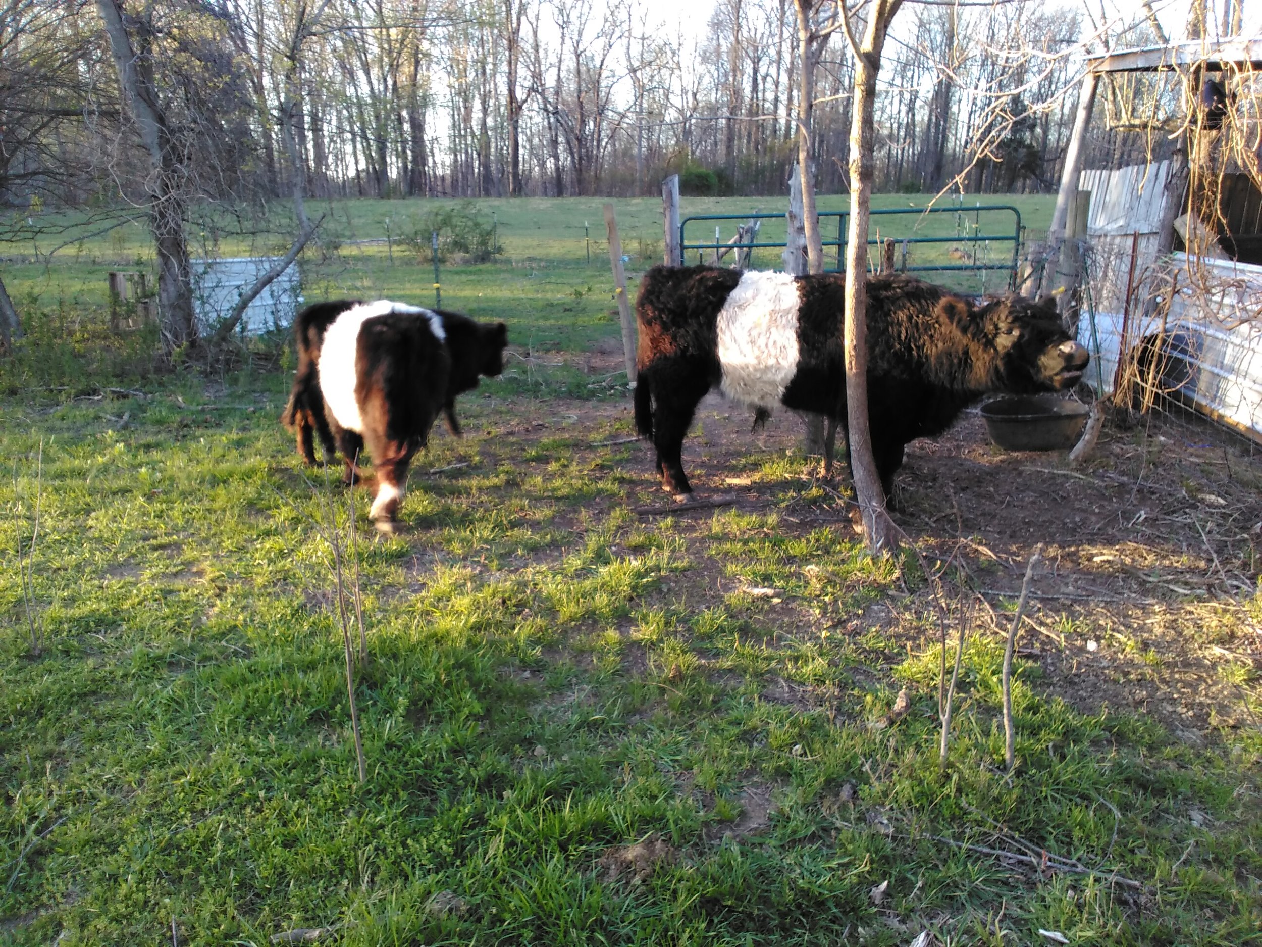 Our neighbor's cows came to visit.