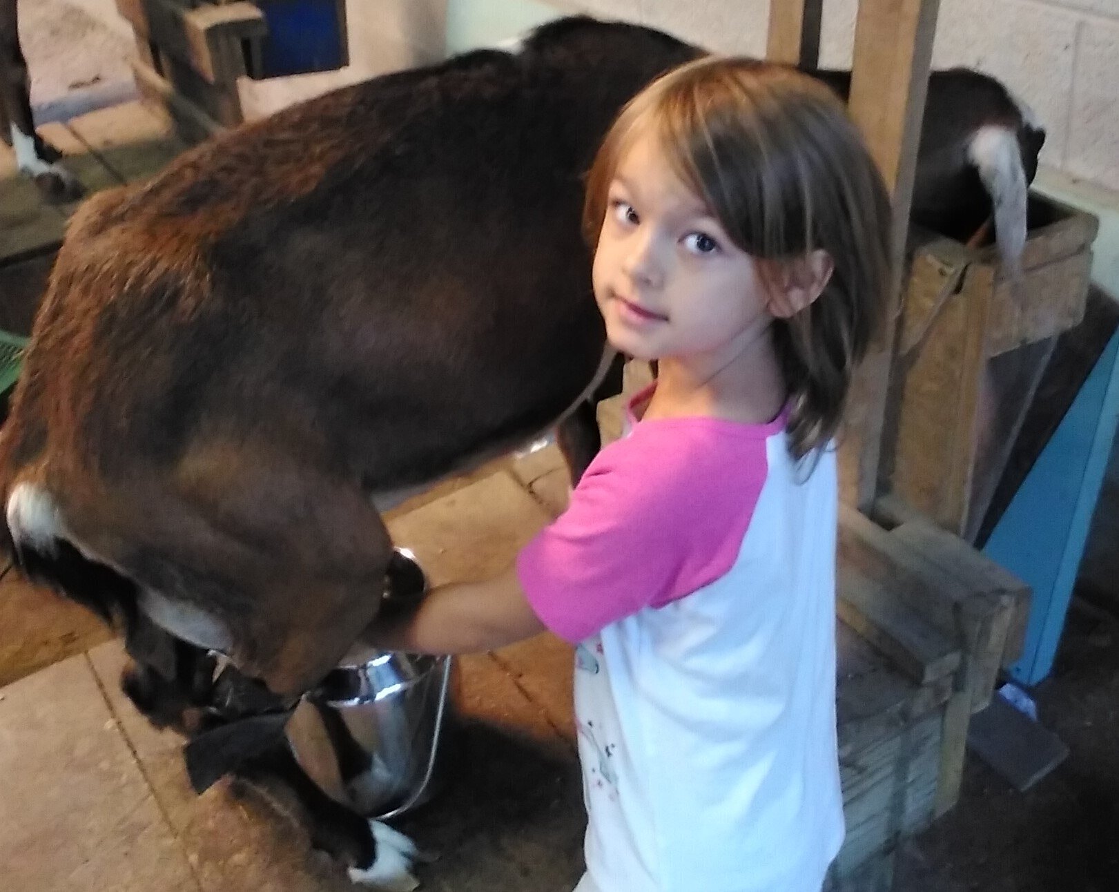 Early morning milking goats